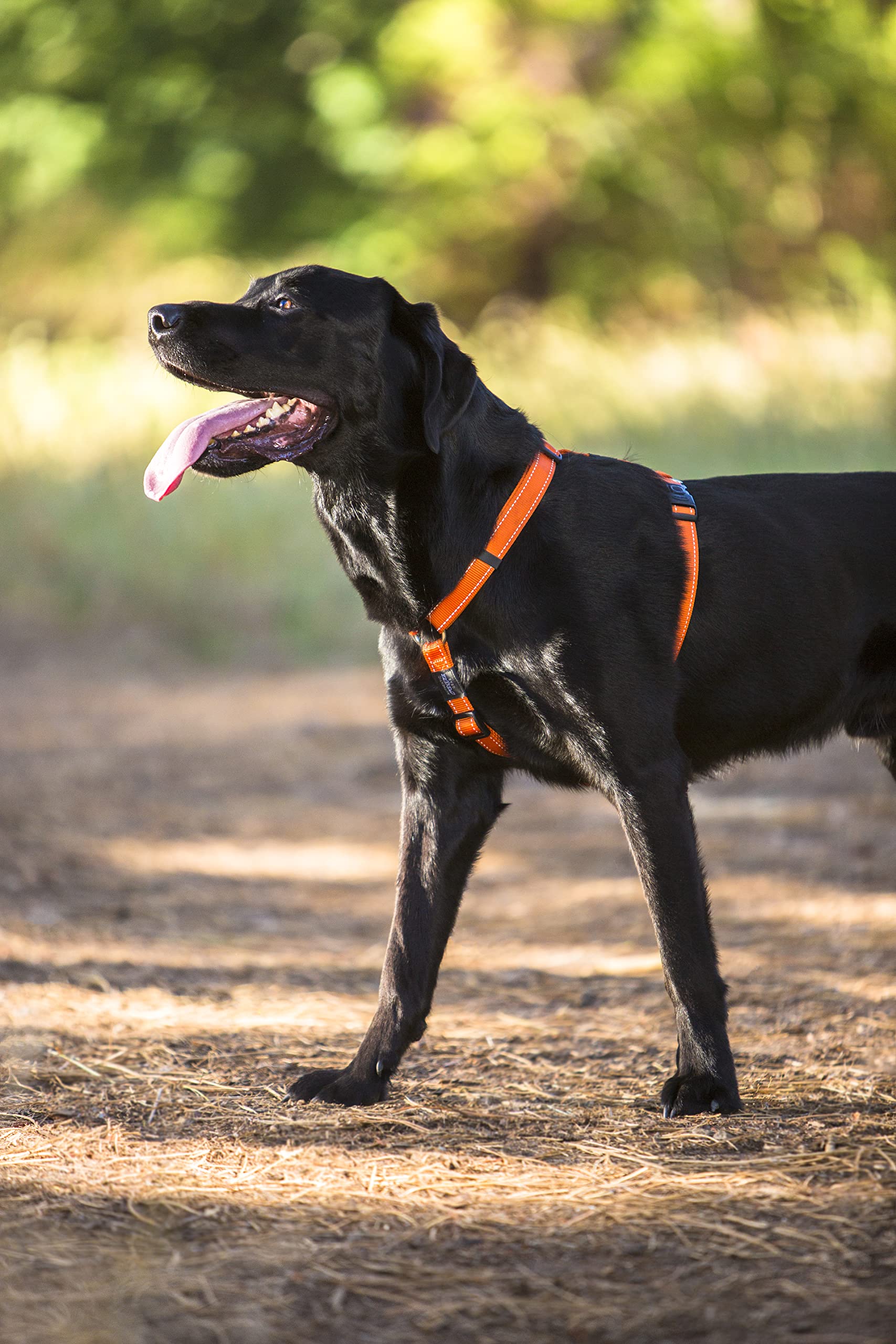 Reflective Adjustable Dog H Harness For Large Dogs; Matching Collar And Leash Available, Black