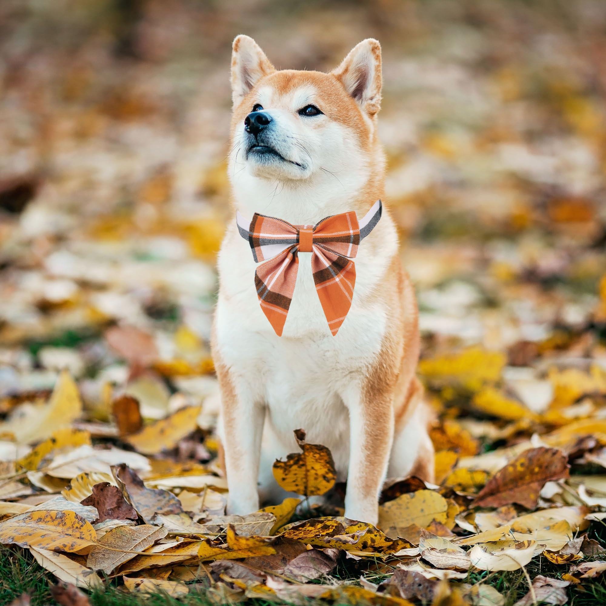 Adoggygo Fall Dog Collar With Bow, Halloween Thanksgiving Dog Bowtie Collar, Adjustable Orange Black Dog Fall Collars For Small Medium Large Dogs Pets (Medium, Fall)