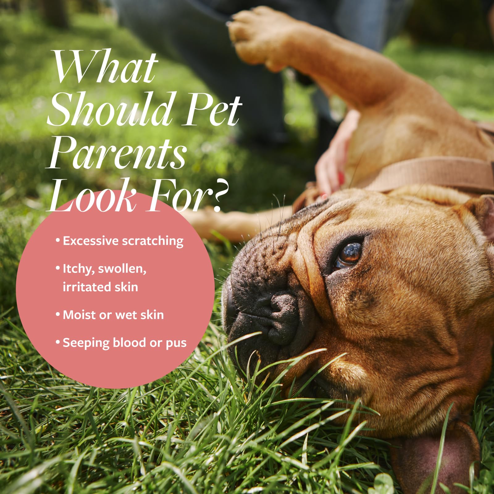 Veterinary Formula Clinical Care Hot Spot & Itch Relief Medicated Spray, 8oz - Easy to Use Spray for Dogs & Cats - Helps Allevia