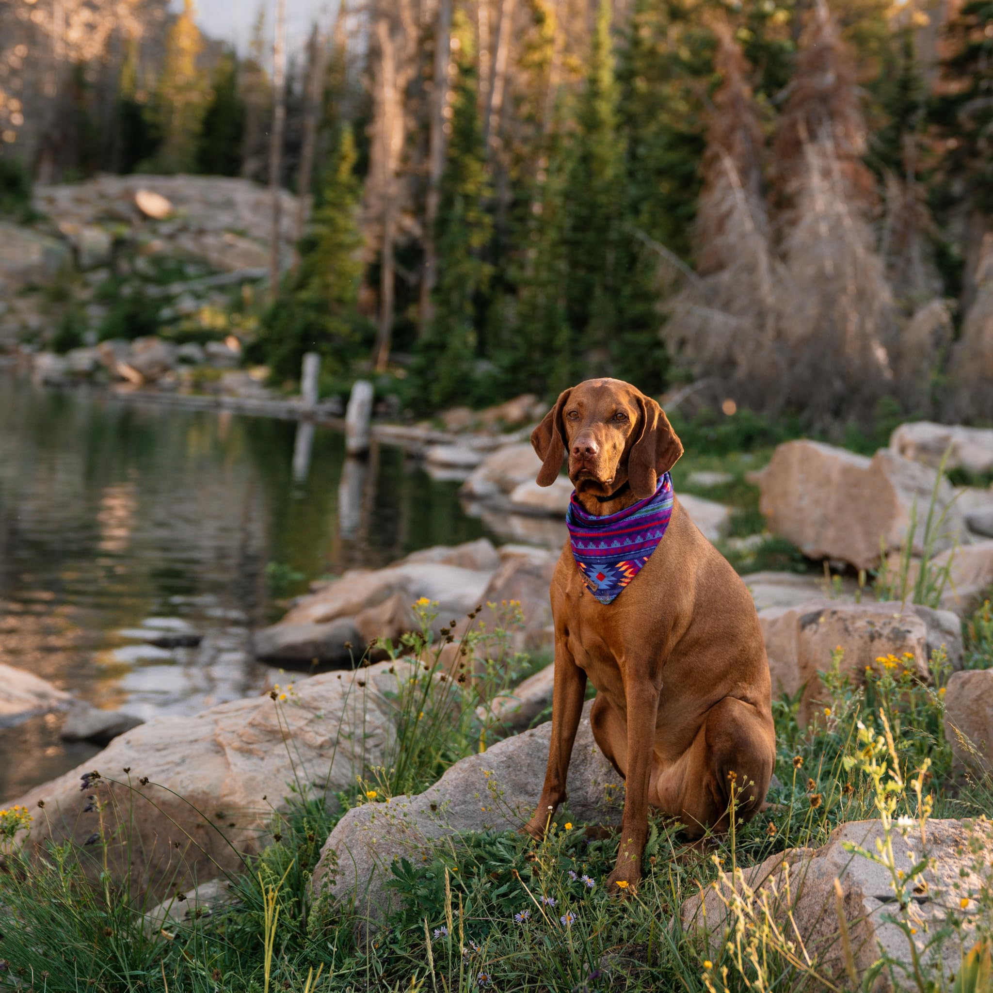 Wilderdog Dog Bandana With Lightweight Quick Drying Poly-Blend Mesh Material In Big Sky