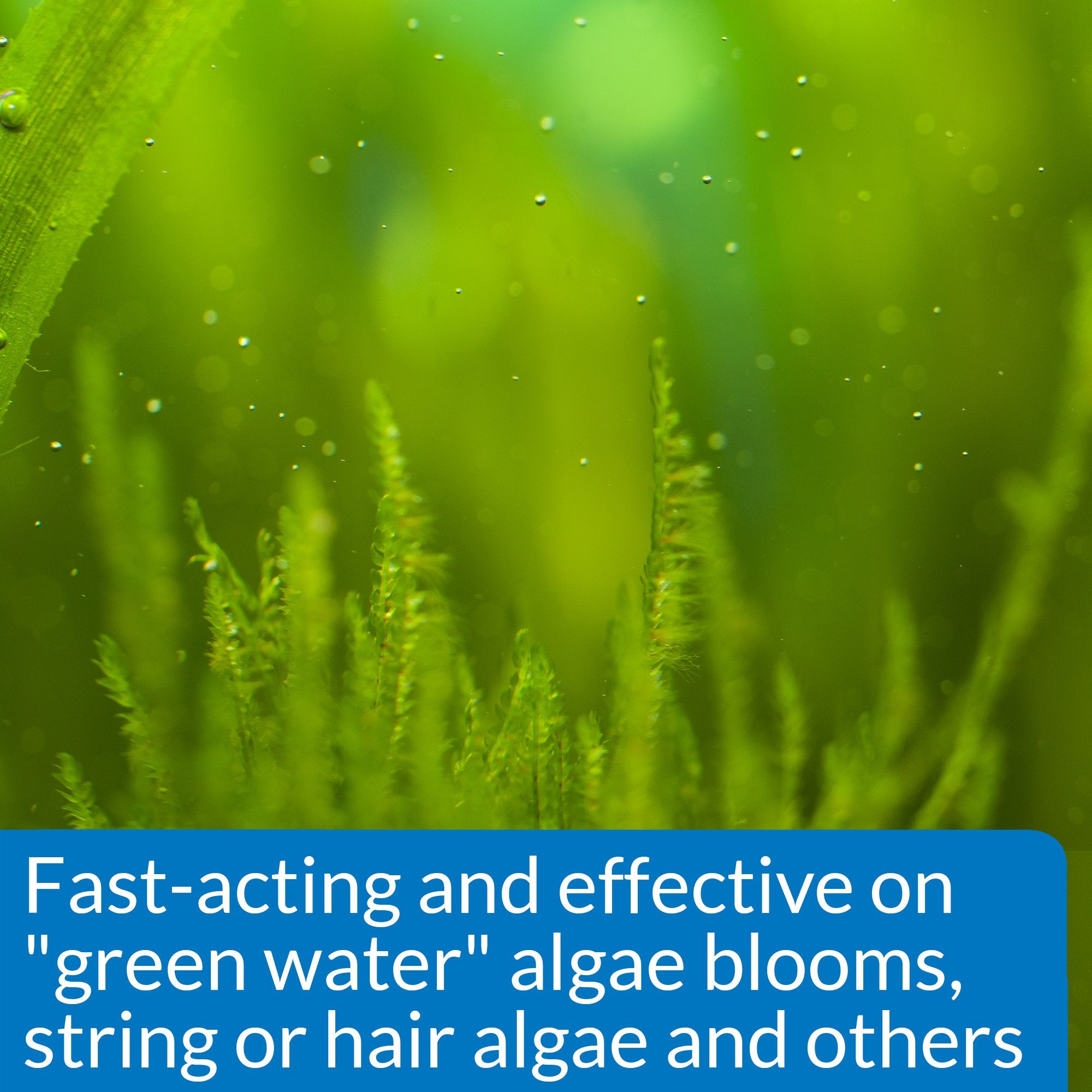 API ALGAEFIX Algae Control 16-Ounce Plastic Bottle - Moon Glow, Model 87E
