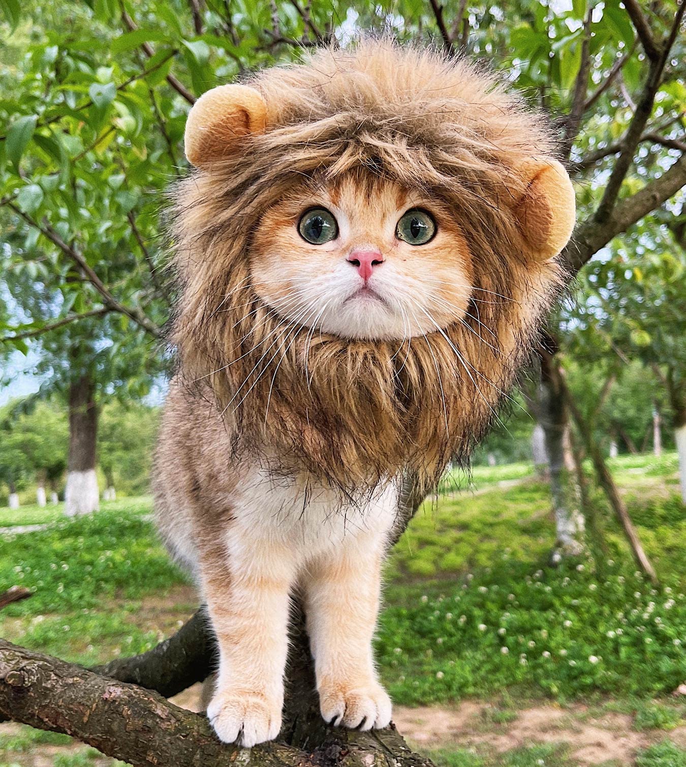 Rosylife Lion Mane Wig For Cat Costume Pet Adjustable Washable Comfortable Fancy Lion Hair Cat Clothes Dress For Halloween Christmas Easter Festival Party Activity (Large, Brown)