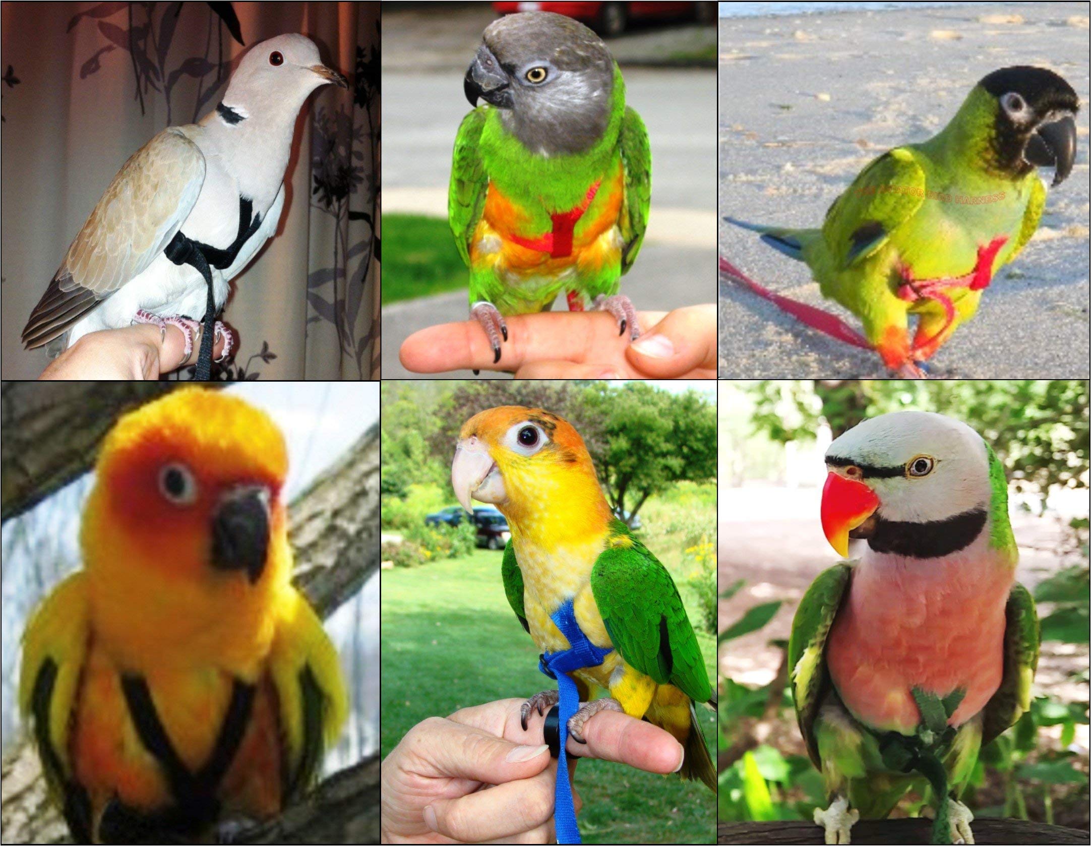 The Aviator Pet Bird Harness And Leash: X-Small Red