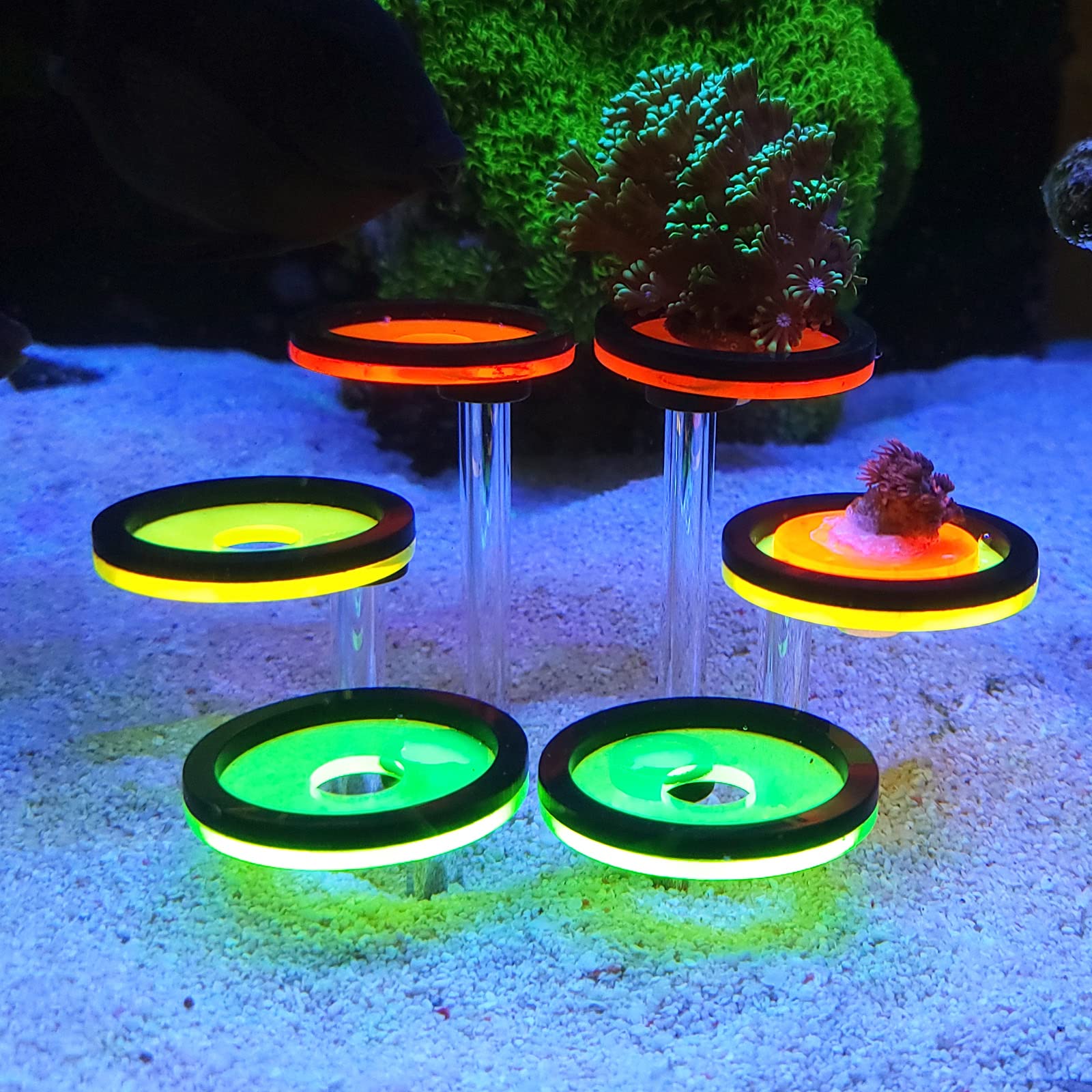 AREPK Coral Frag Rack Fluorescent Coral Frag Plug Sand Holder Marine Reef Aquarium Spare Parts Cultivating Live Cora (6 Plug)