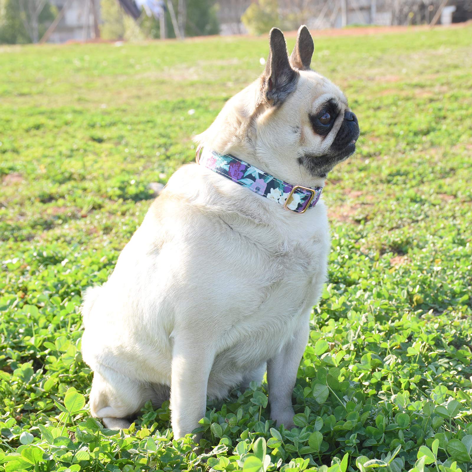 Metal Buckle Dog Collar, Durable Adjustable Dog Collar Soft For Small Medium Large Dogs (M(13-18In), Flower5)