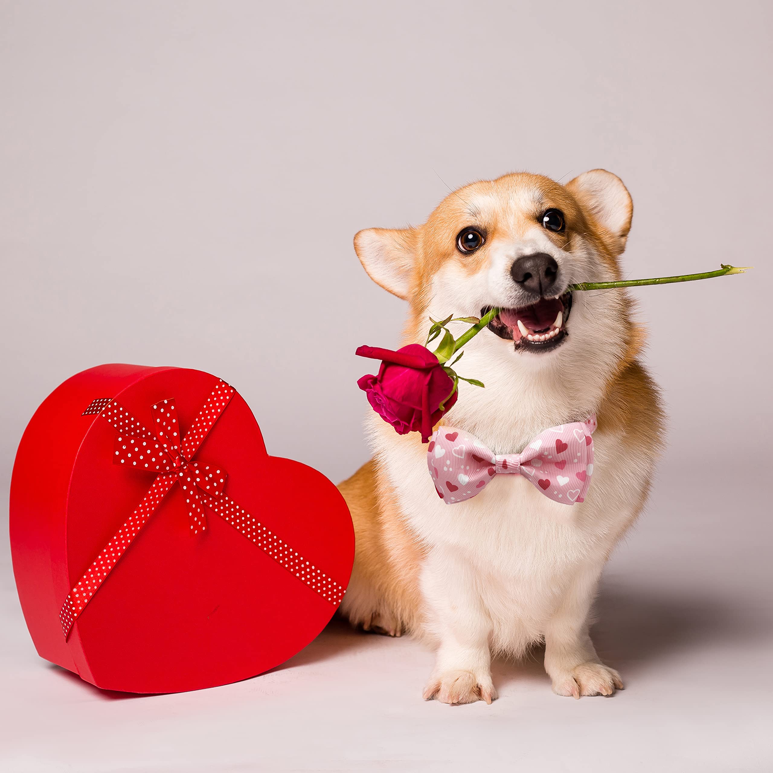 2 Pack Valentine Holiday Collar with Bow Tie, Heart Dog Collar for Large Medium Small Pets Puppies (Medium)