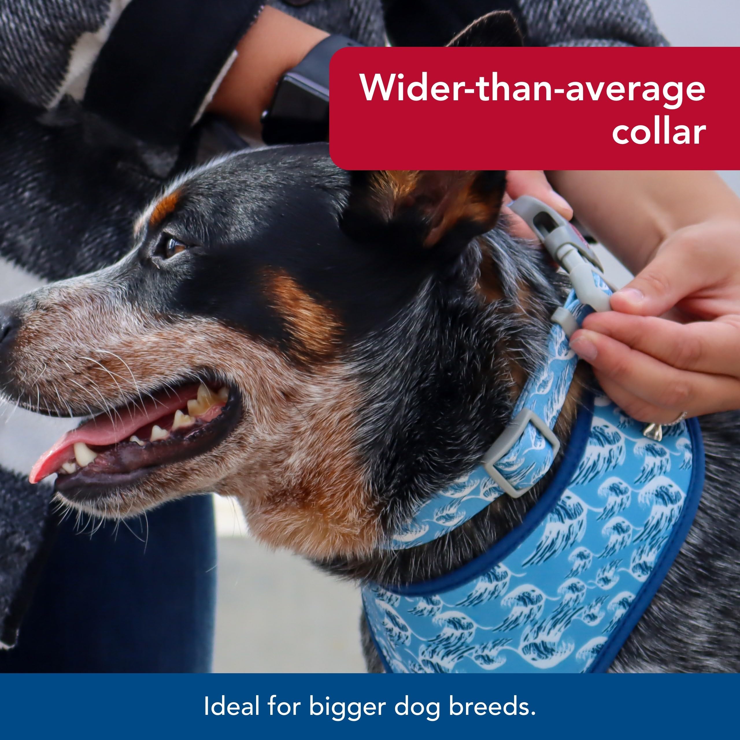 Coastal Pet Sublime Adjustable Dog Collar - Adjustable Plastic Buckle - Vibrant & Colorful Dog Collar With Fade-Resistant Patterns - Blue Waves With Blue Checkers, Medium - 1' X 12'-18'