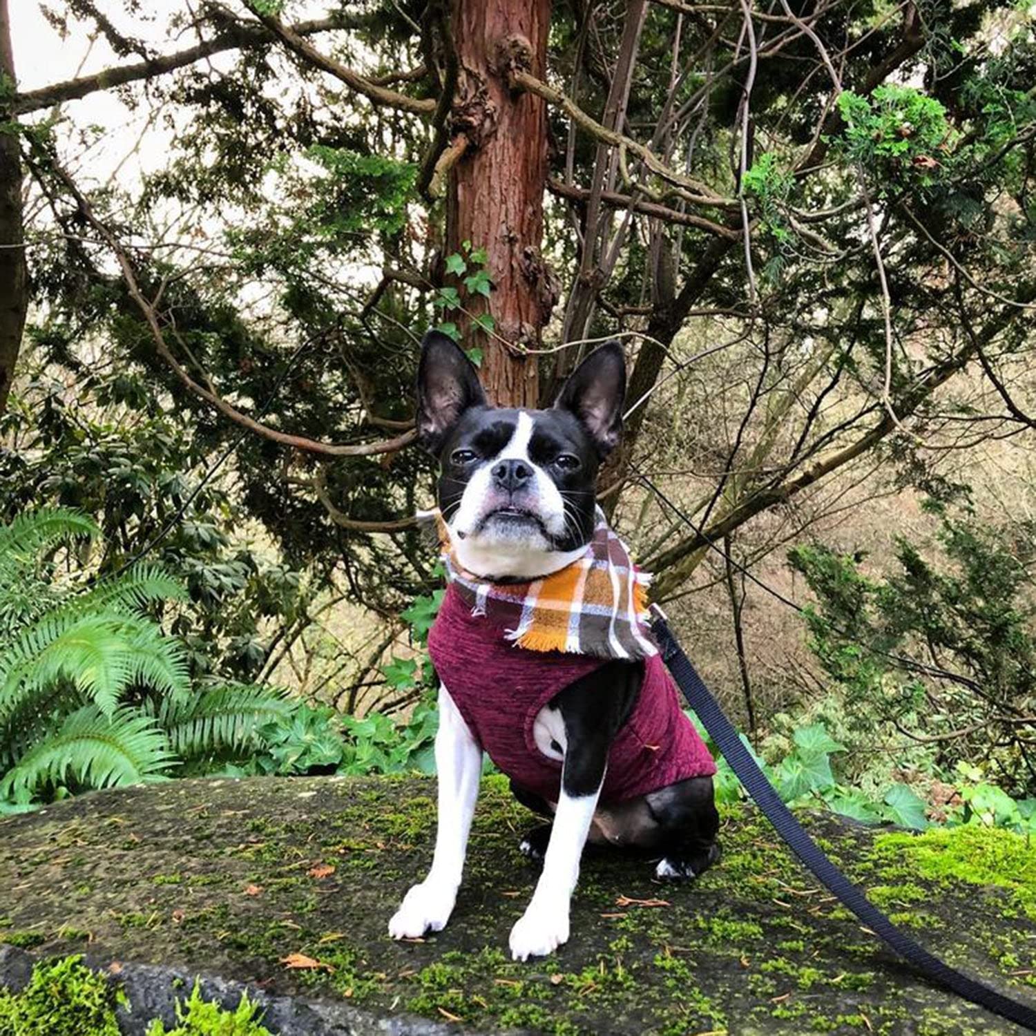 Gooby - Zip Up Fleece Vest, Fleece Jacket Sweater With Zipper Closure And Leash Ring, Fuchsia Wash, Large