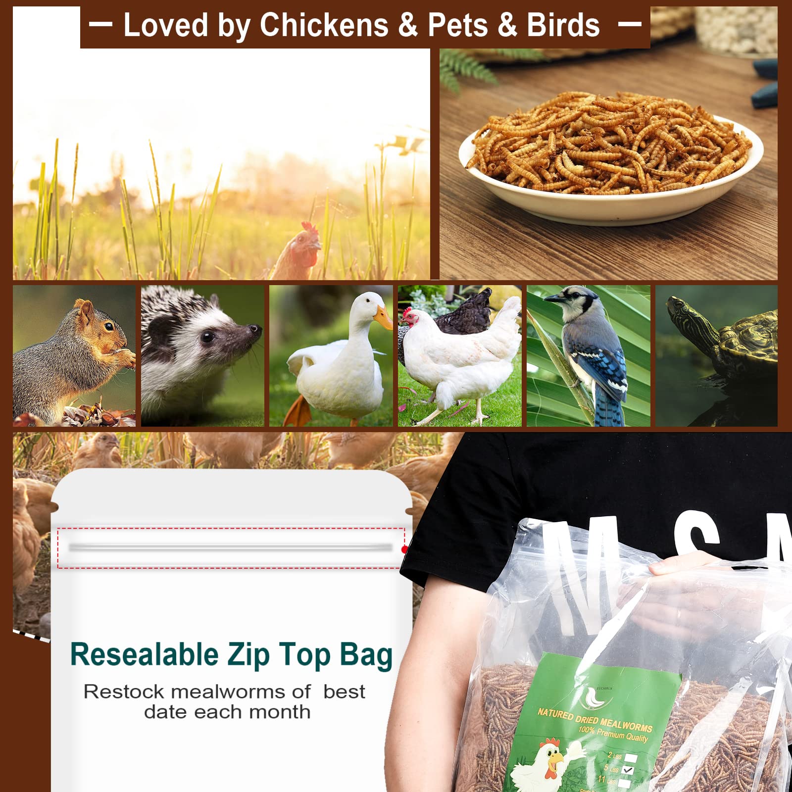 Euchirus High-Protein Dried Mealworms for Chickens & Wild Birds - 6LB Non-GMO Poultry Treats