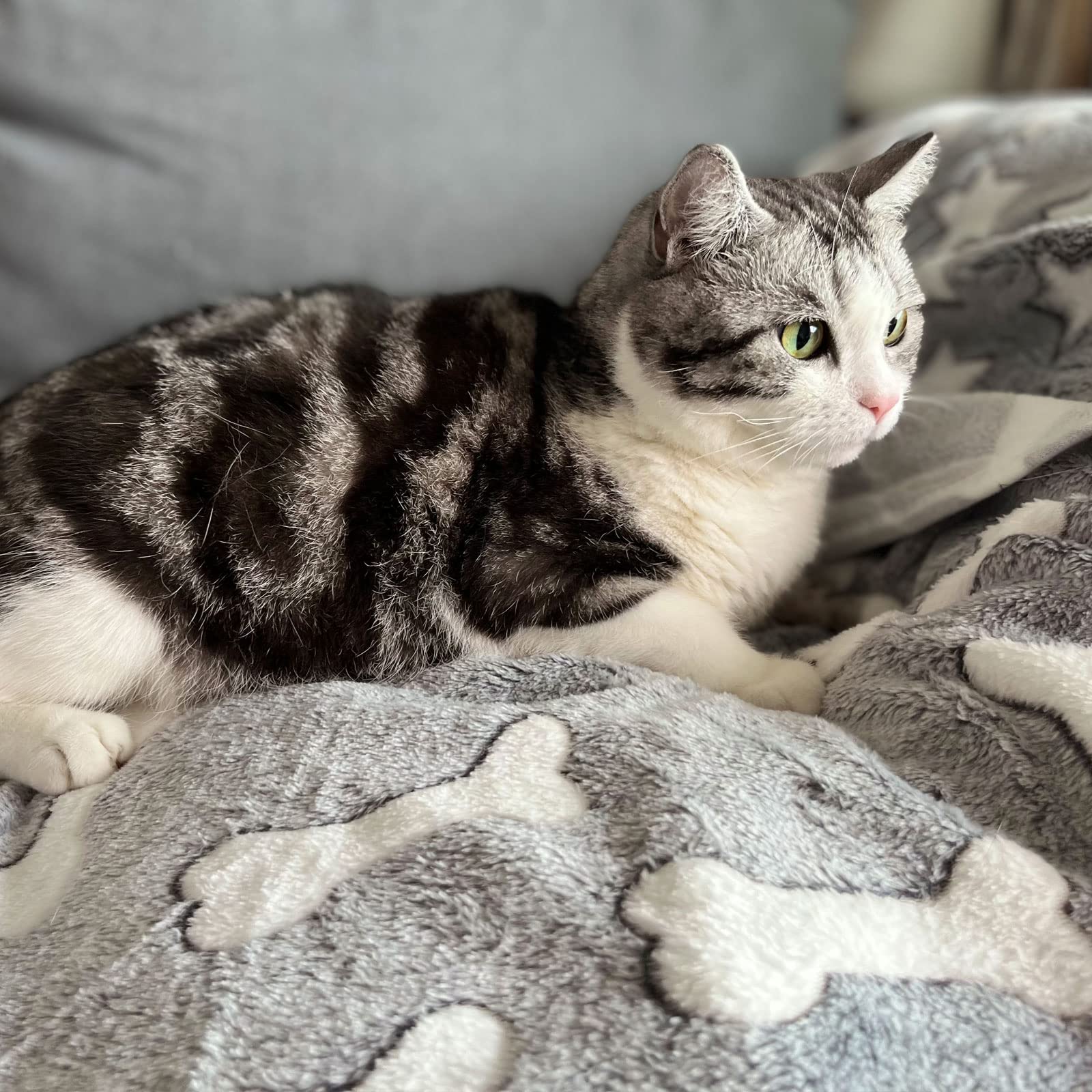 1 Pack 3 Puppy Blankets Super Soft Warm Sleep Mat Grey Cute Print Blanket Fluffy Fleece Pet Blanket Flannel Throw Dog Blankets For Small Dogs Puppy Dogs Fluffy Cats,Bone-Large(40'X30')