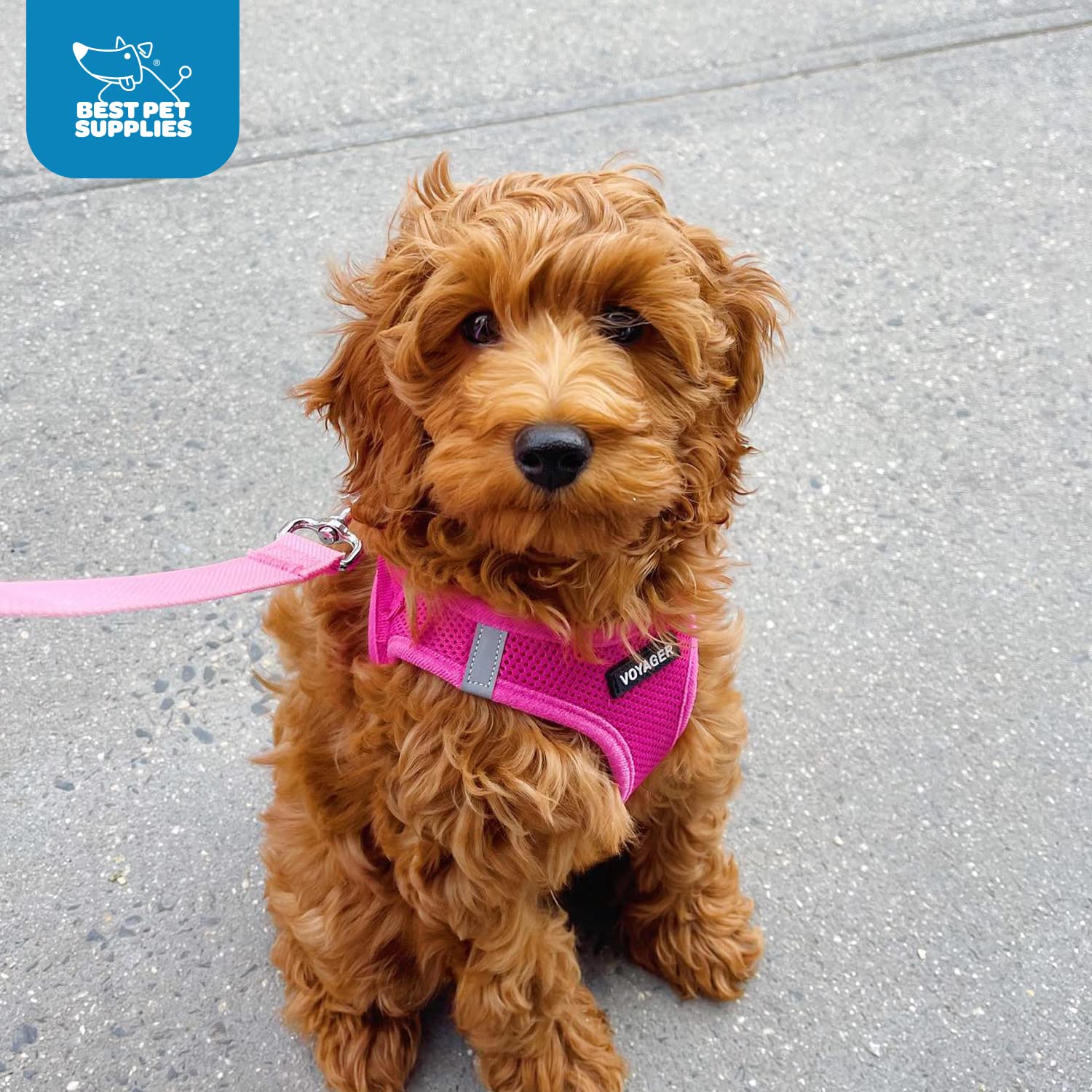 Voyager Step-In Air Dog Harness - All Weather Mesh Step In Vest Harness For Small And Medium Dogs And Cats By Best Pet Supplies - Harness (Fuchsia), Xl (Chest: 20.5-23')