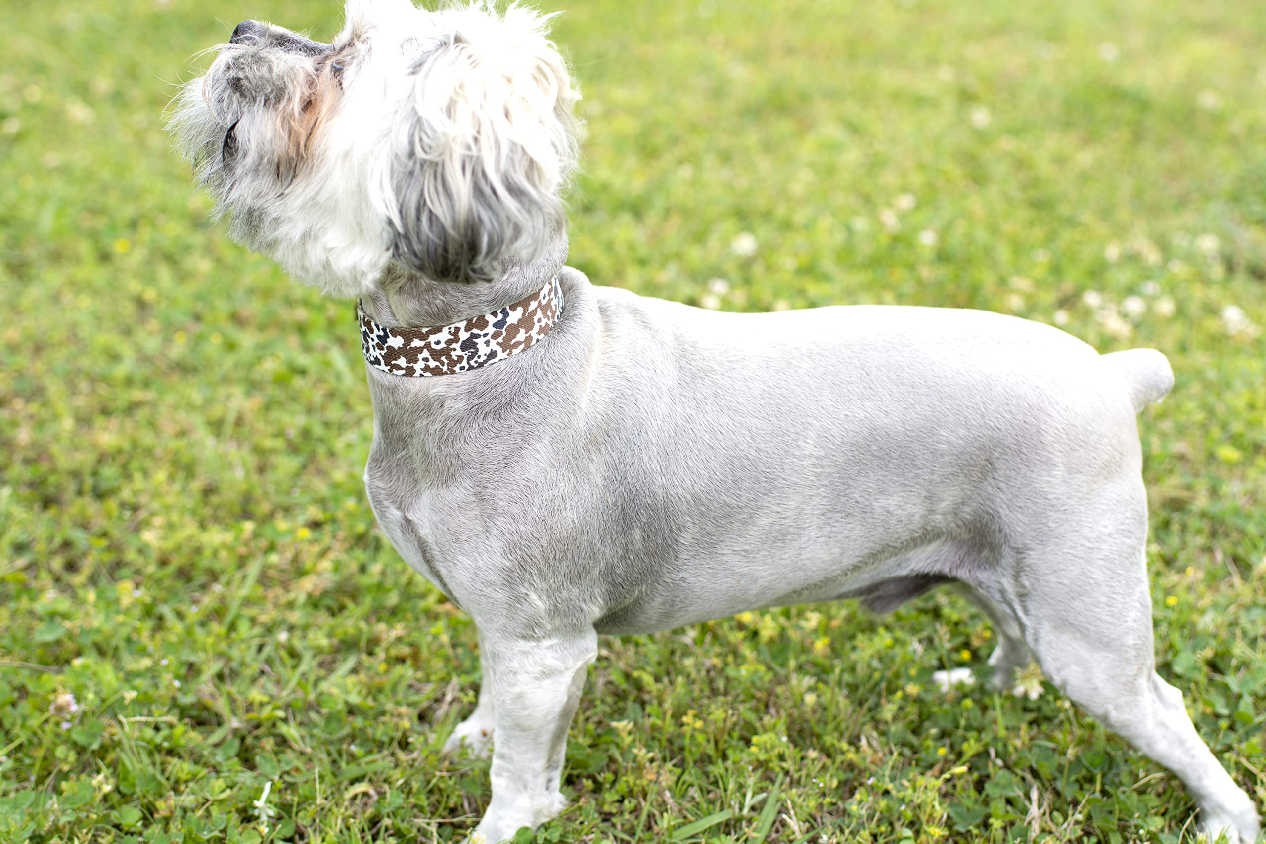 Country Brook Petz - Cow Print Martingale Dog Collar - Country And Western Collection Featuring Rustic Designs (1/2 Inch, Extra