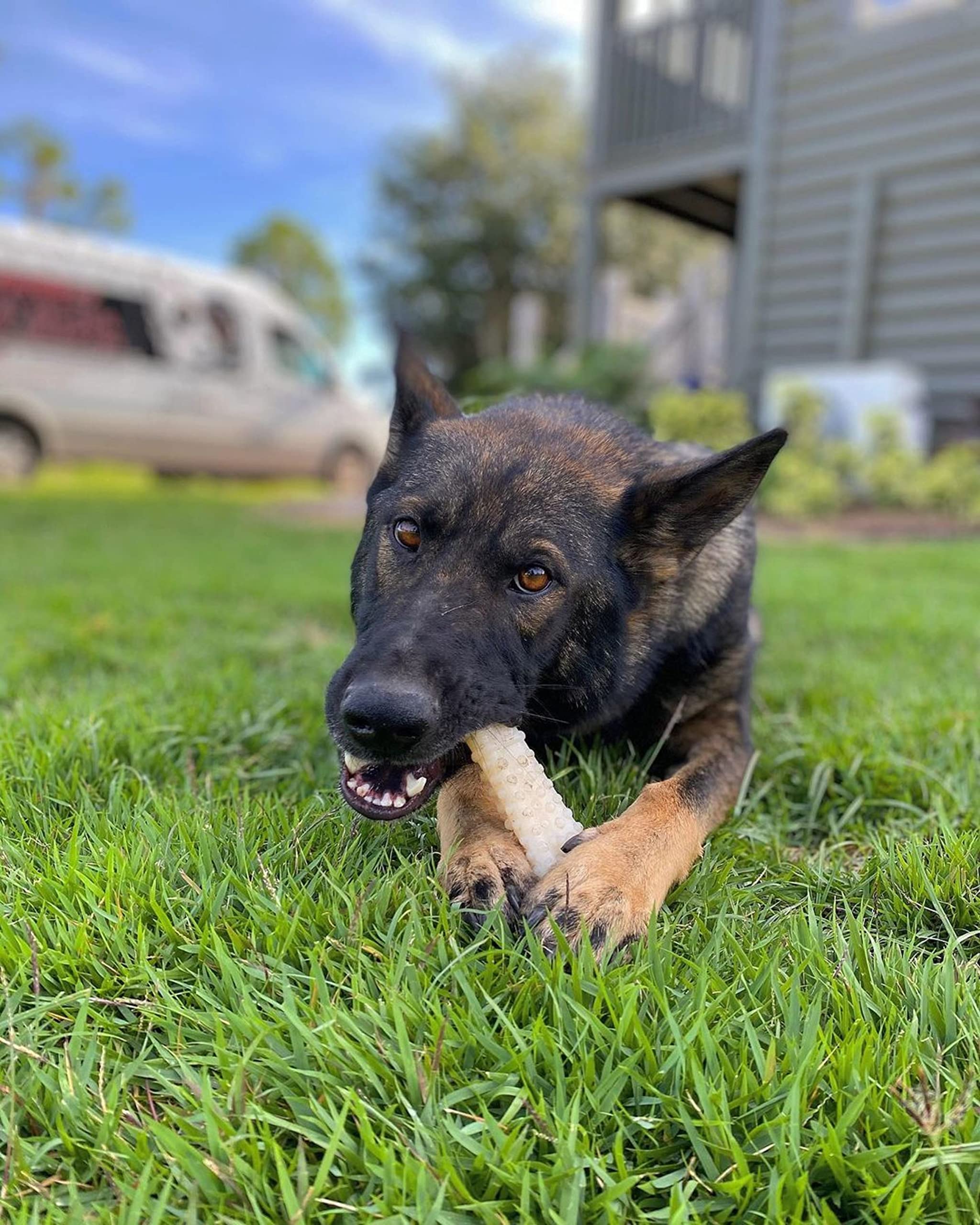 Nylabone Dura Chew Giant Original Flavored Bone Dog Chew Toy, Large/Giant - Up To 50 Lbs. (Ng104P)