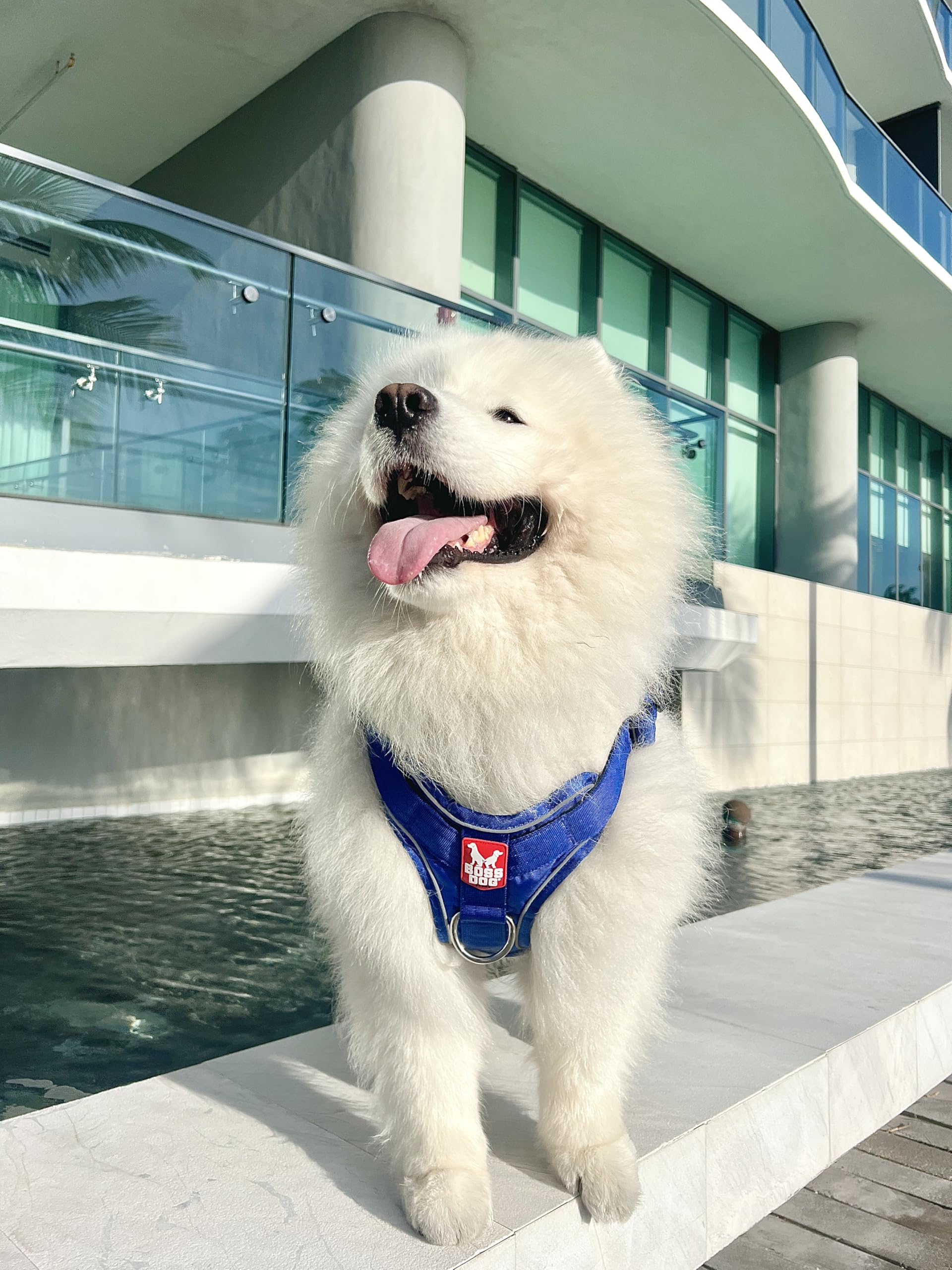 Boss Dog Tactical Harness, Blue, Medium