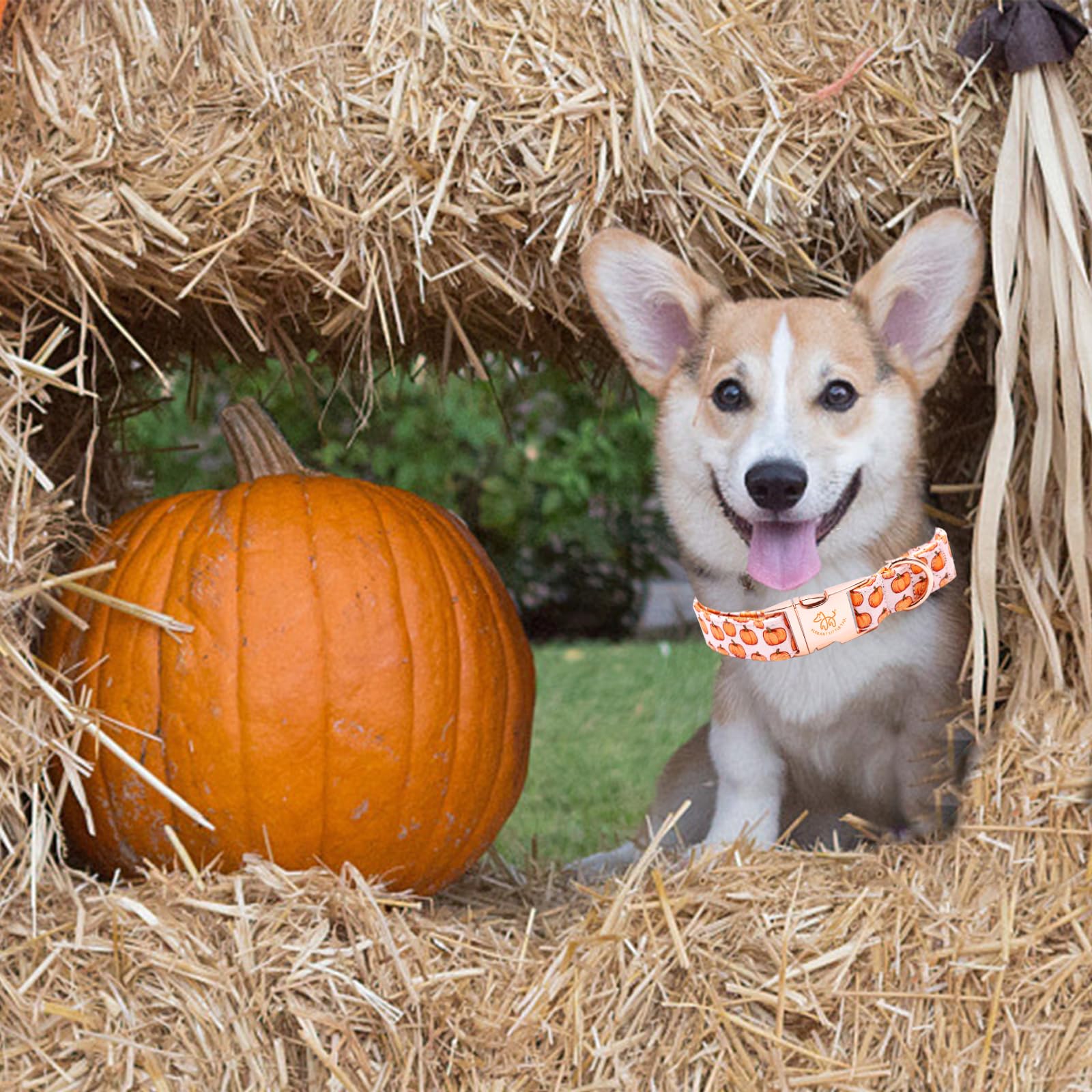 Elegant Little Tail Dog Collar - Halloween Pumpkin Print Pet Collar For X-Large Dogs, Puppies, Girls And Boys - Cotton With Meta