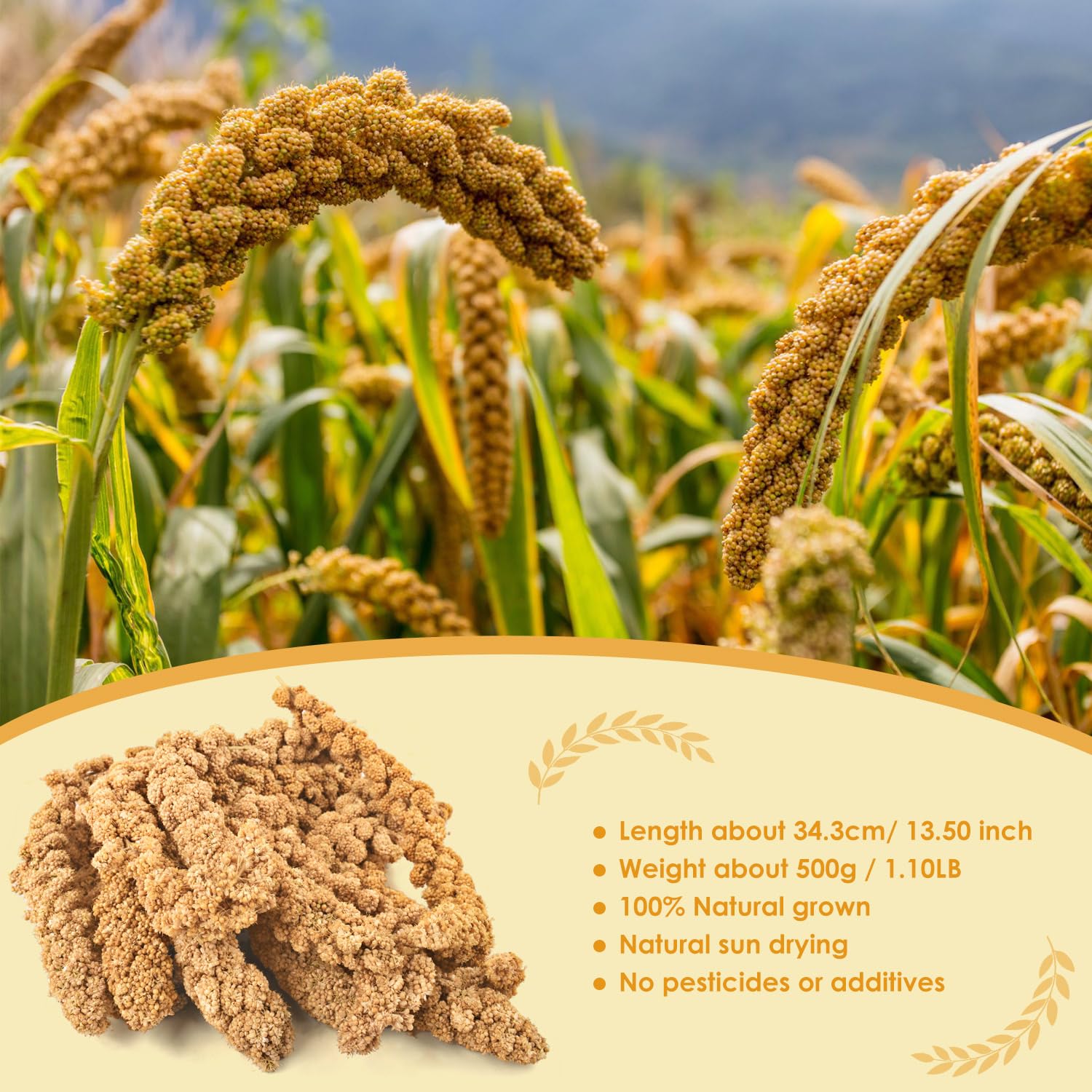 KATUMO Bird Millet Treats, 1.1LB / 500g Natural Healthy Parrot Millet Spray Cockatiel Treats for Parakeet Budgie Finch Conure Pi