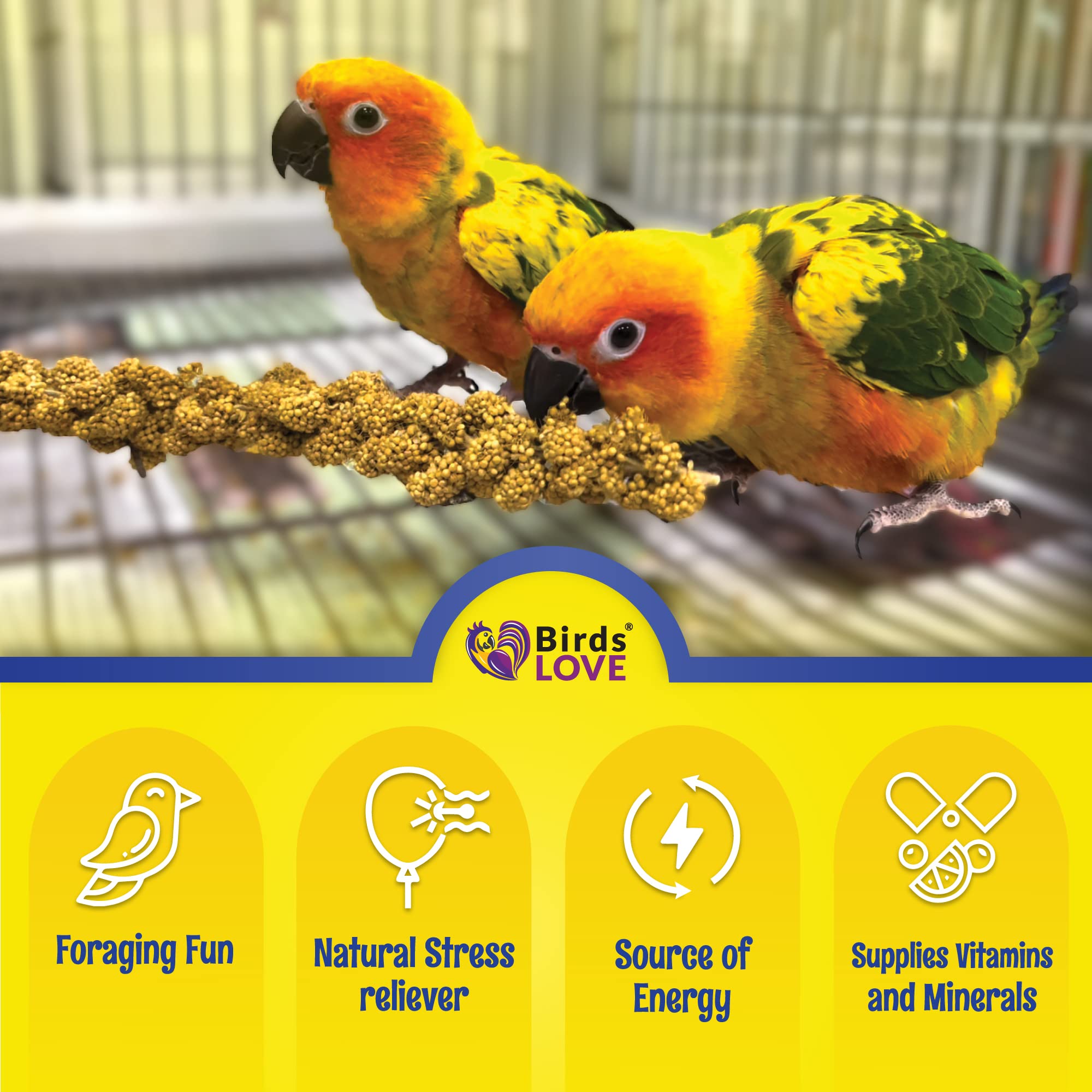 Birds LOVE Economy Special Spray Millet GMO-Free (No Stems Only Edible Tops) for Birds Cockatiel Lovebird Parakeet Finch Canary