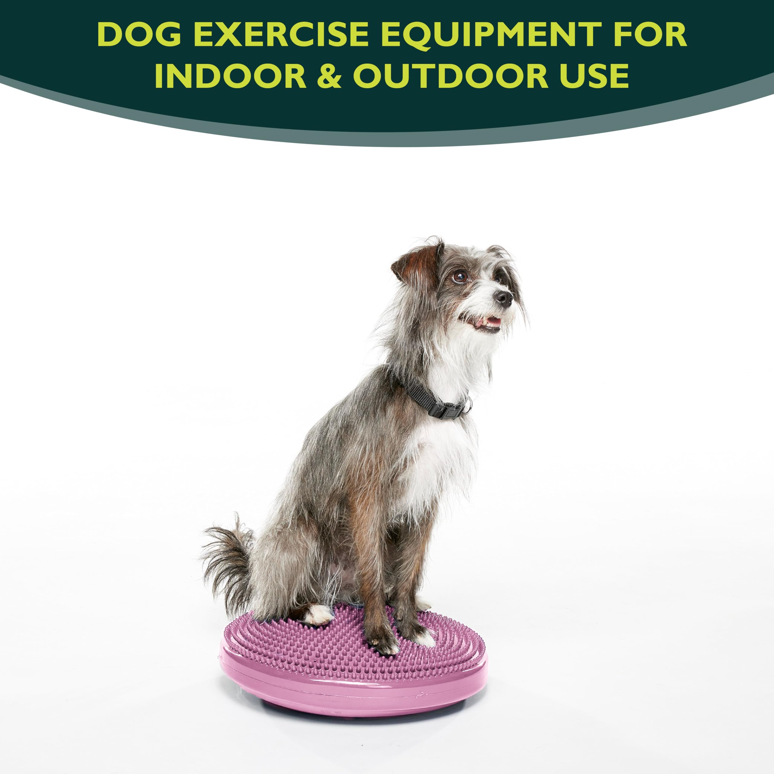 Fitpaws® Dog Balance Disc - Razzleberry, 14' | Dog Exercise Equipment | Workout Tool For Strength, Core, Stability & Rehabilitation