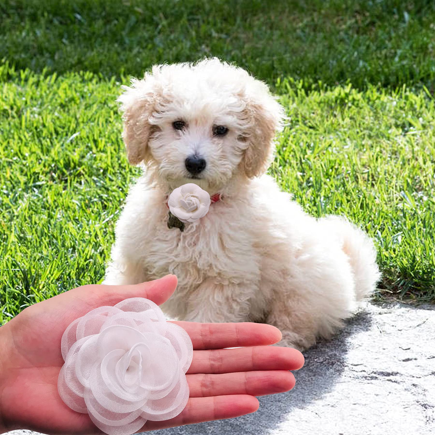 Pet Show 12Pcs White Dog Collar Bows And Flowers Attachment For Girls Puppies Cats Female Small Medium Dogs Collars Embellishmen