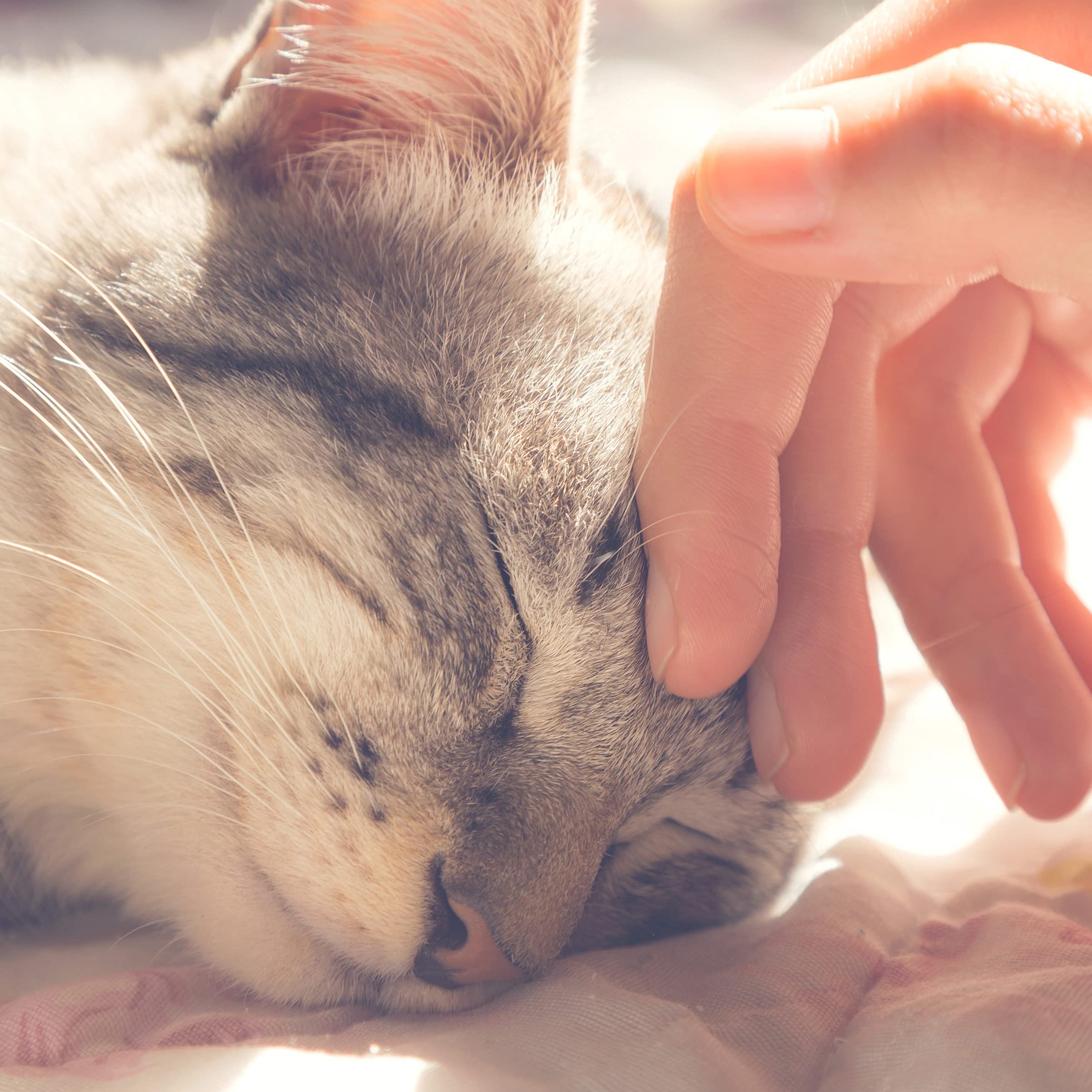 Cat House - Indoor Bed With Removable Foam Cushion - Pet Tent For Puppies, Rabbits, Guinea Pigs, Hedgehogs, And Other Small Anim