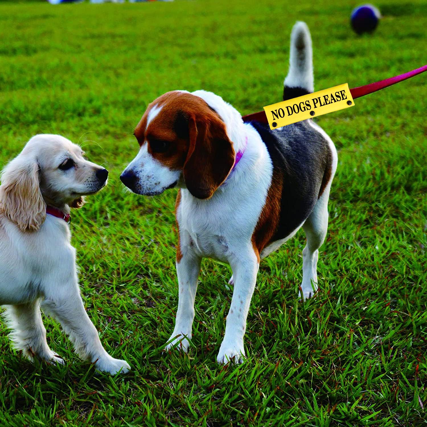 Funny Dog Leash Sleeve No Dogs Please Dog Leash Wrap Sleeve Alert Tag Pet Birthday Gift (No Dogs Please-Ye Sleeve)