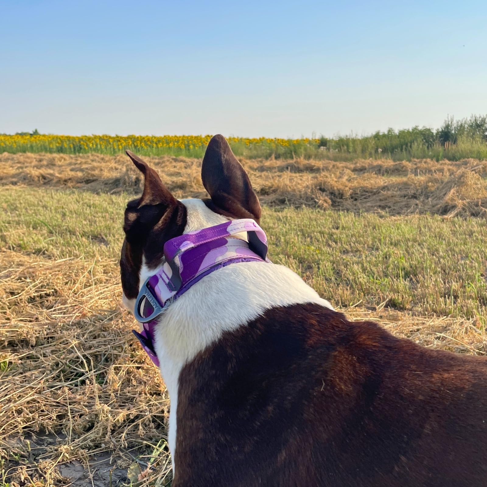 Adityna Heavy Duty Dog Collar For Medium Dogs - Camo Purple Collar With Handle For Training, And Walking - Wide, Thick, Tactical