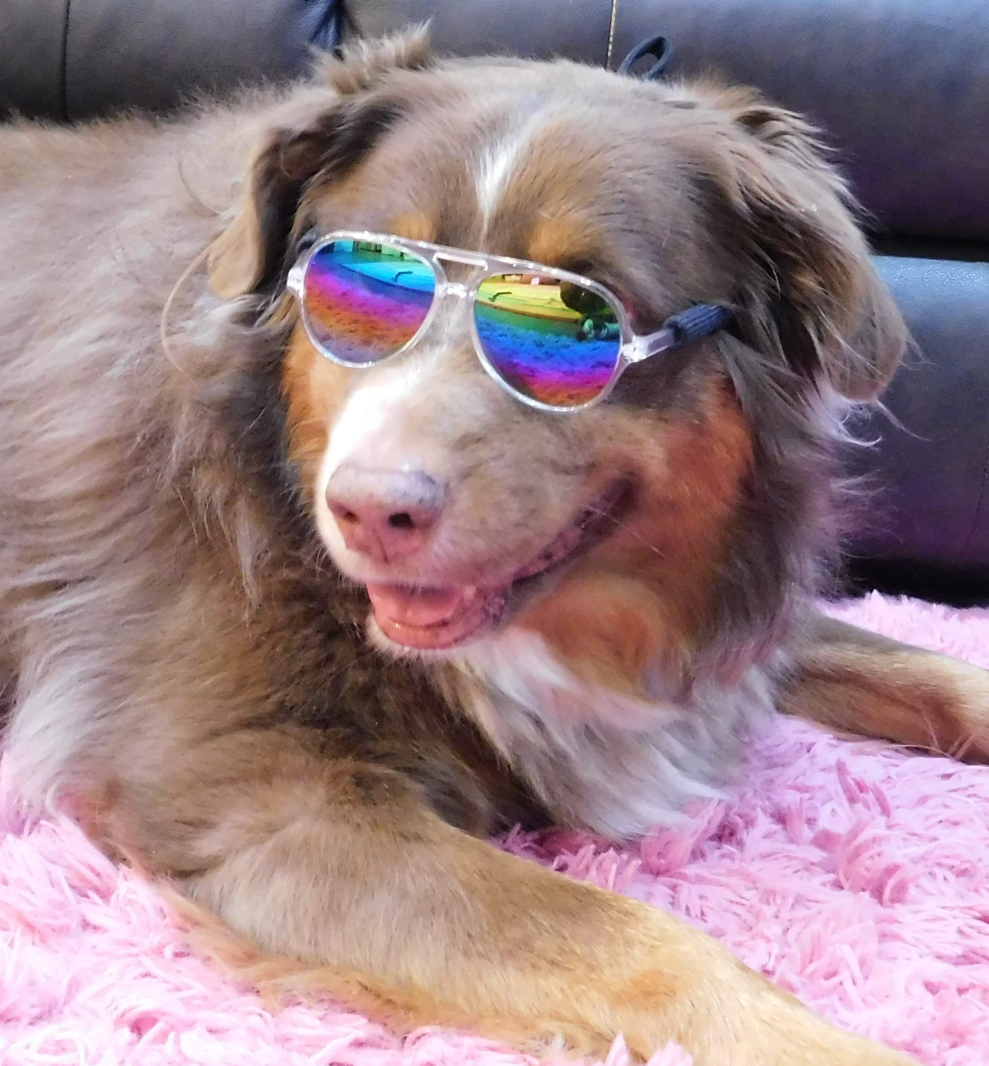 G010 Dog Pet Costume Prop Aviator Sunglasses Medium Breeds 20-40 Lbs (2-Pack Black-Rainbow Mr + Clear-Rainbow Mirror)