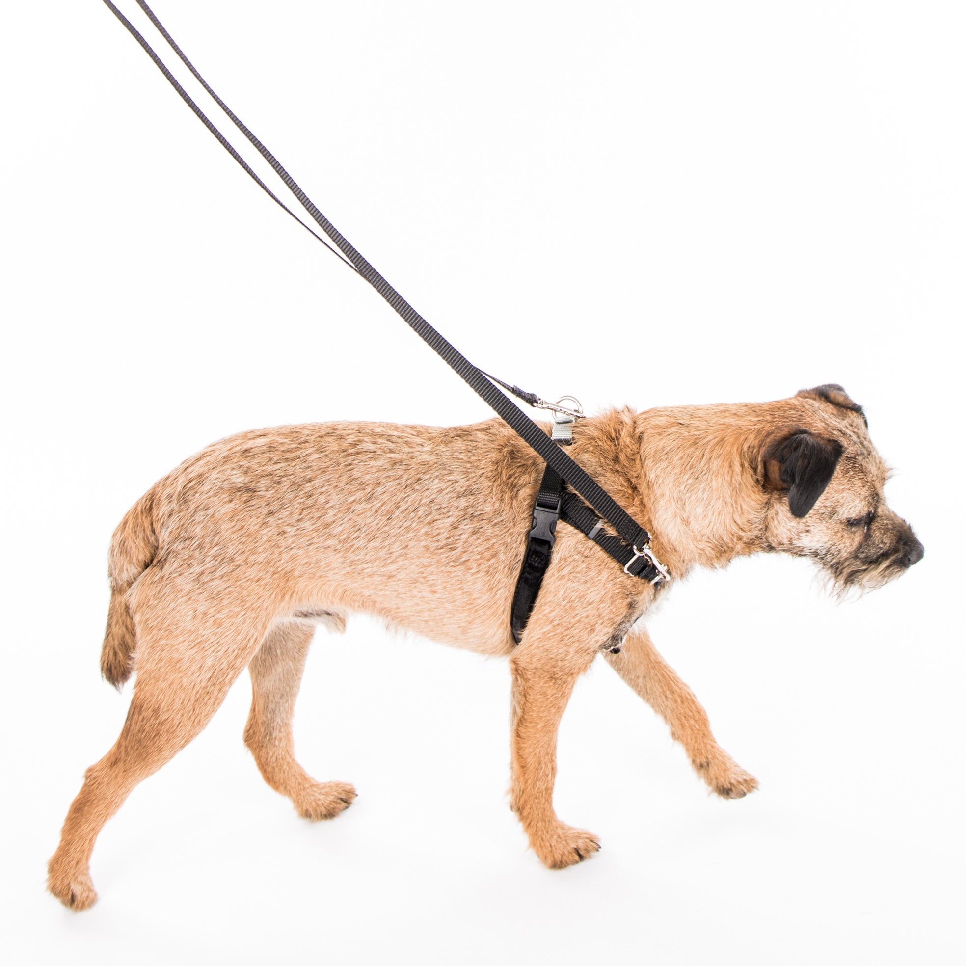 Freedom No-Pull Dog Harness Training Package, Medium (1    Wide), Navy