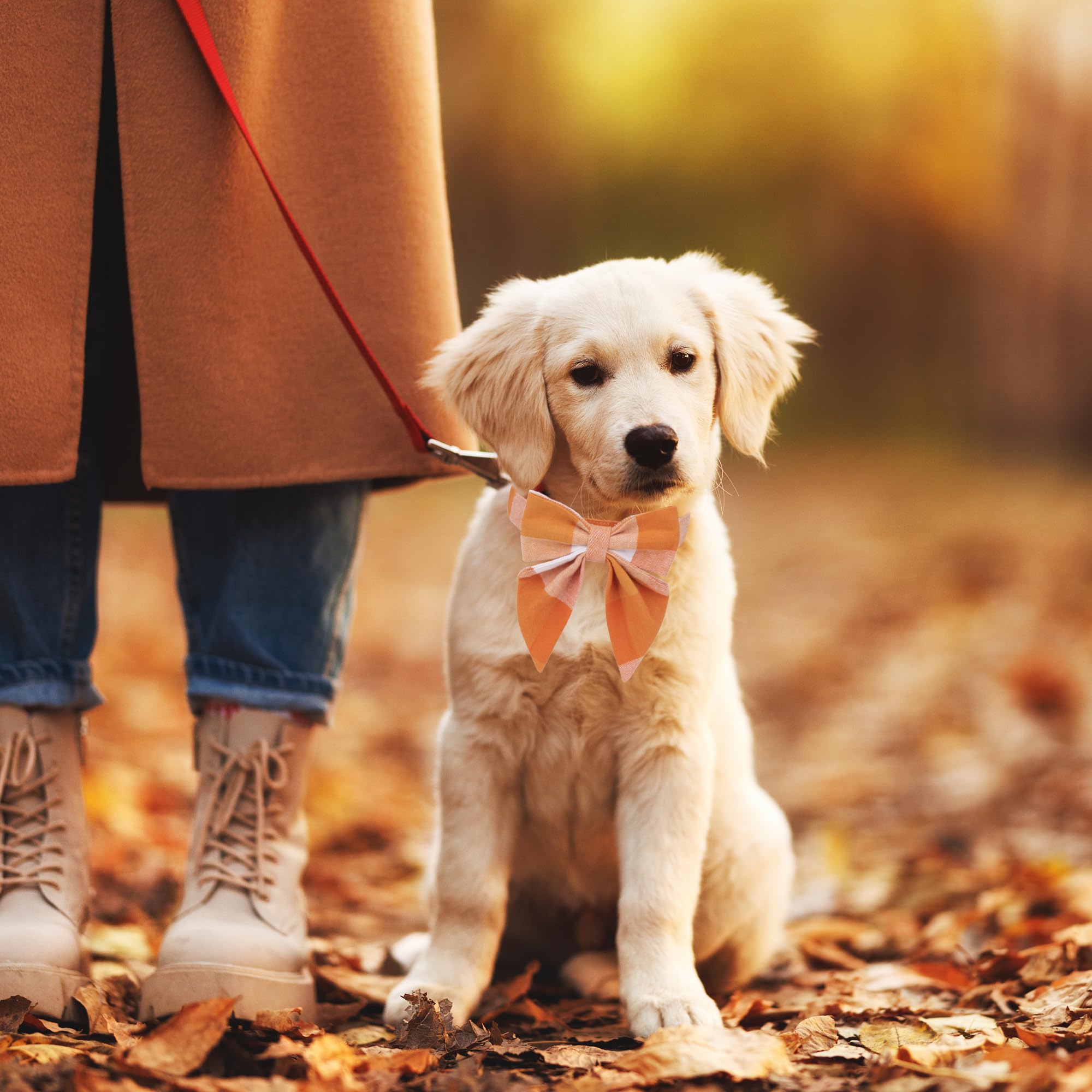 Adoggygo Fall Dog Collar With Bow, Halloween Thanksgiving Dog Bowtie Collar, Adjustable Orange Dog Fall Collars For Small Medium Large Dogs Pets (Small, Fall)
