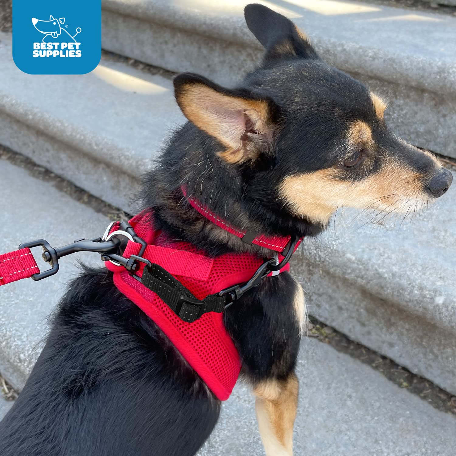 Best Pet Supplies Voyager Dog Collar Safety Clip With Dual Clasps, Collars And No Pull Harness Connectors, Training For Walking,