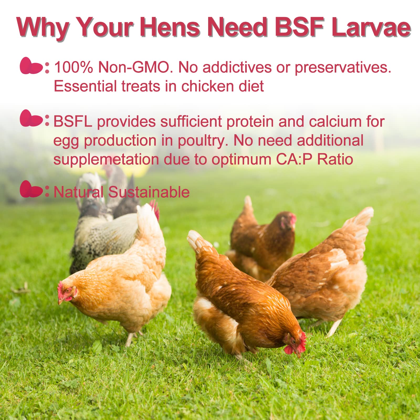 DE AVILA Dried Black Soldier Fly Larvae 10LB - 100% Natural BSF Larvae for Chicken Feed - BSFL 85X More Calcium Than Mealworms -