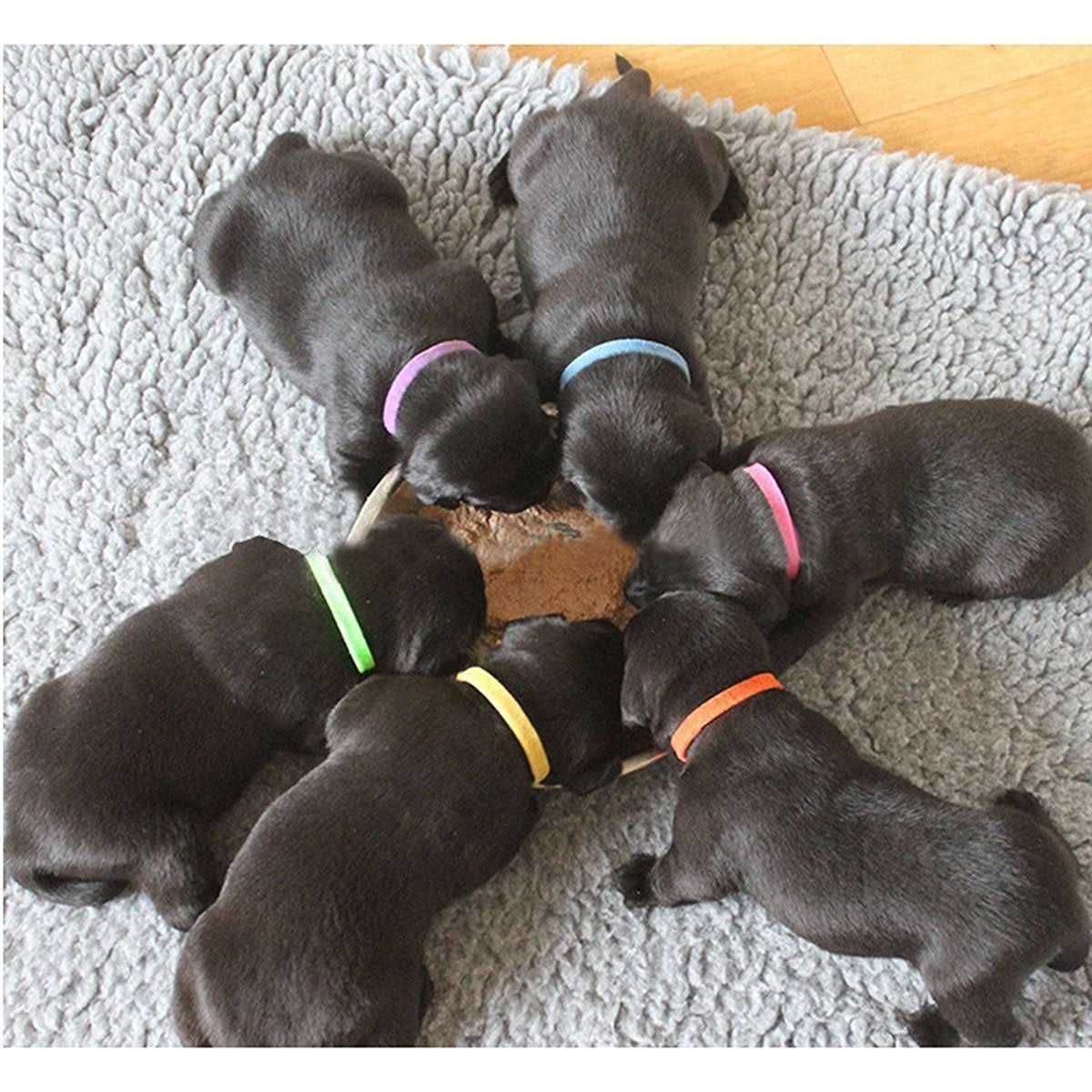 All4Pet Dc-P80 Puppy Collars, Puppy Id Collars, Set Of12, Soft, Adjustable & Reusable