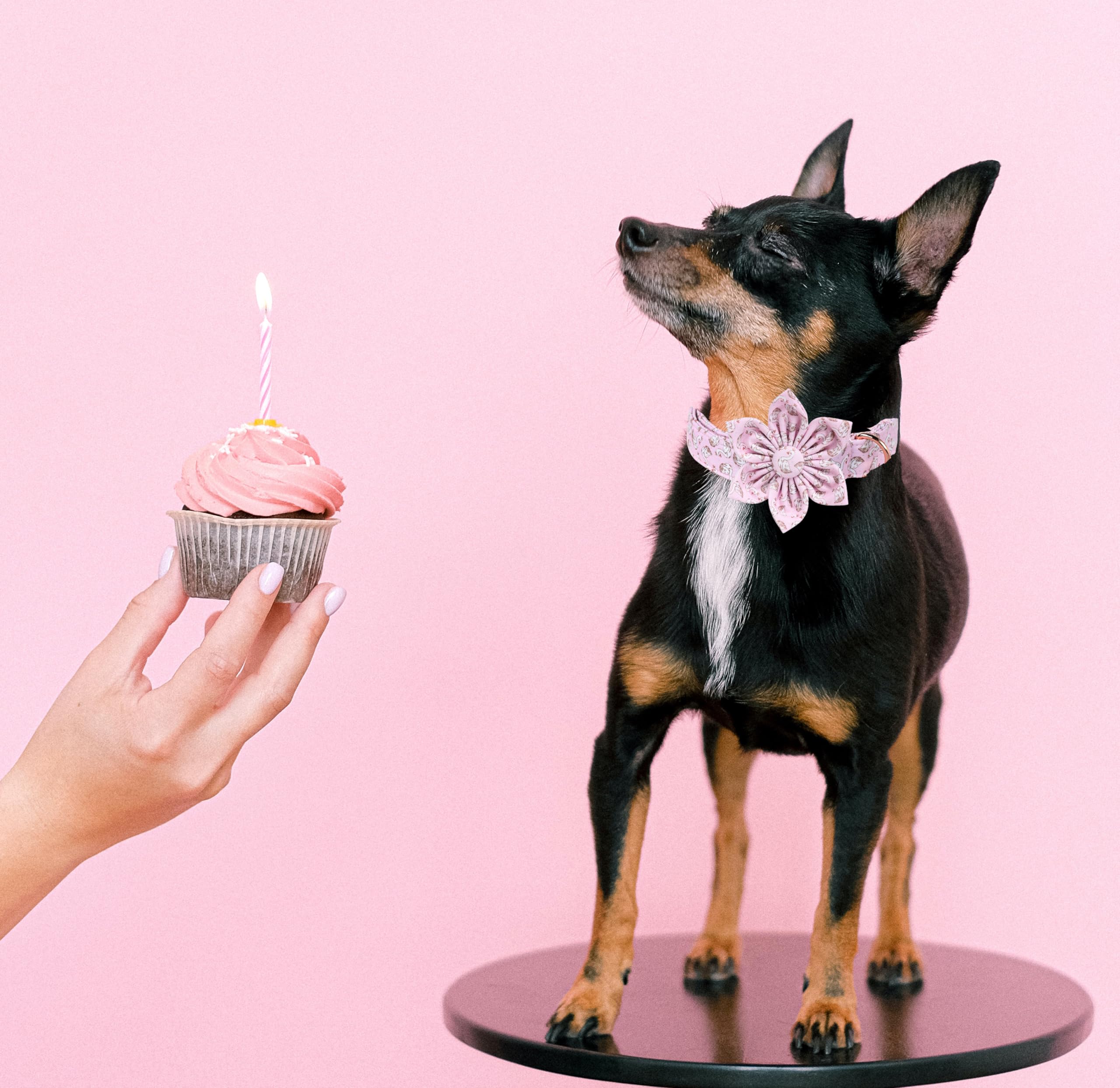 Lionet Paws Design Dogs Collar Cute Pink Flower Dog Collars For Girl Female Medium Large Dogs With Swan L