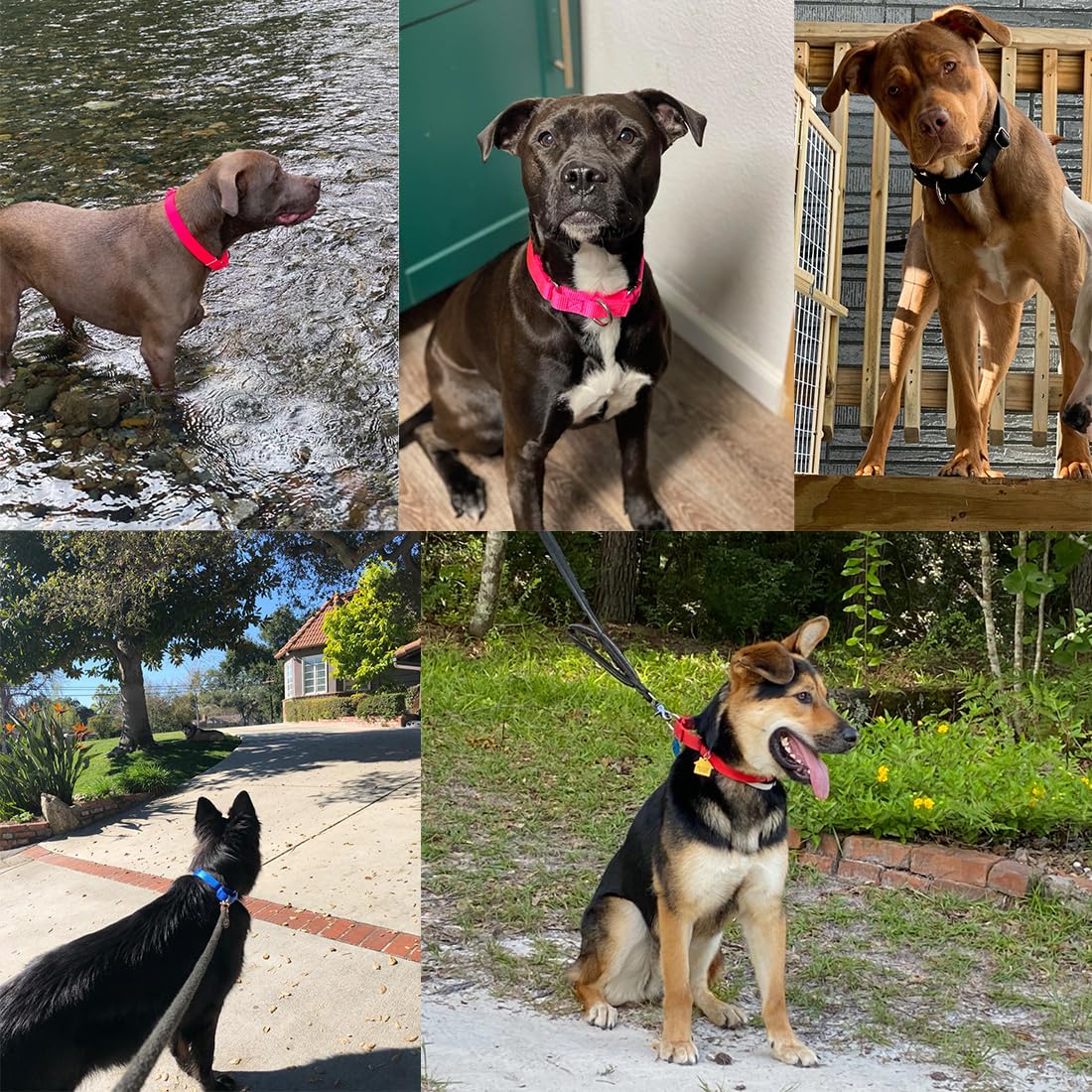 Choker Collar For Dogs, No Pull Martingale Dog Collar Escape Proof Cinch Dog Training Collars Adjustable For Small Medium Large