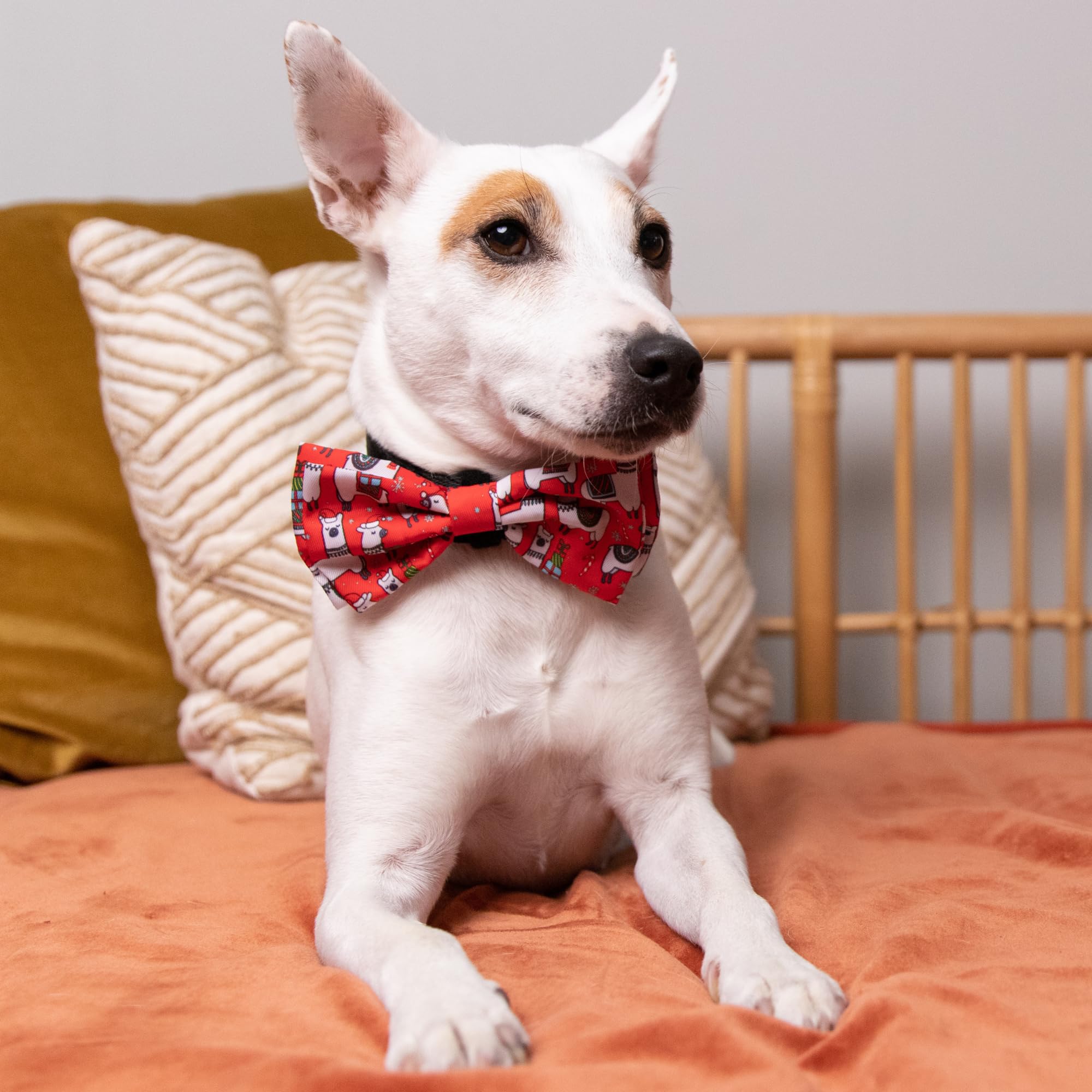 Huxley & Kent Bow Tie For Pets | Merry Llamas (Small) | Christmas Holiday Bow Tie Collar Attachment | Fun Bow Ties For Dogs & Ca