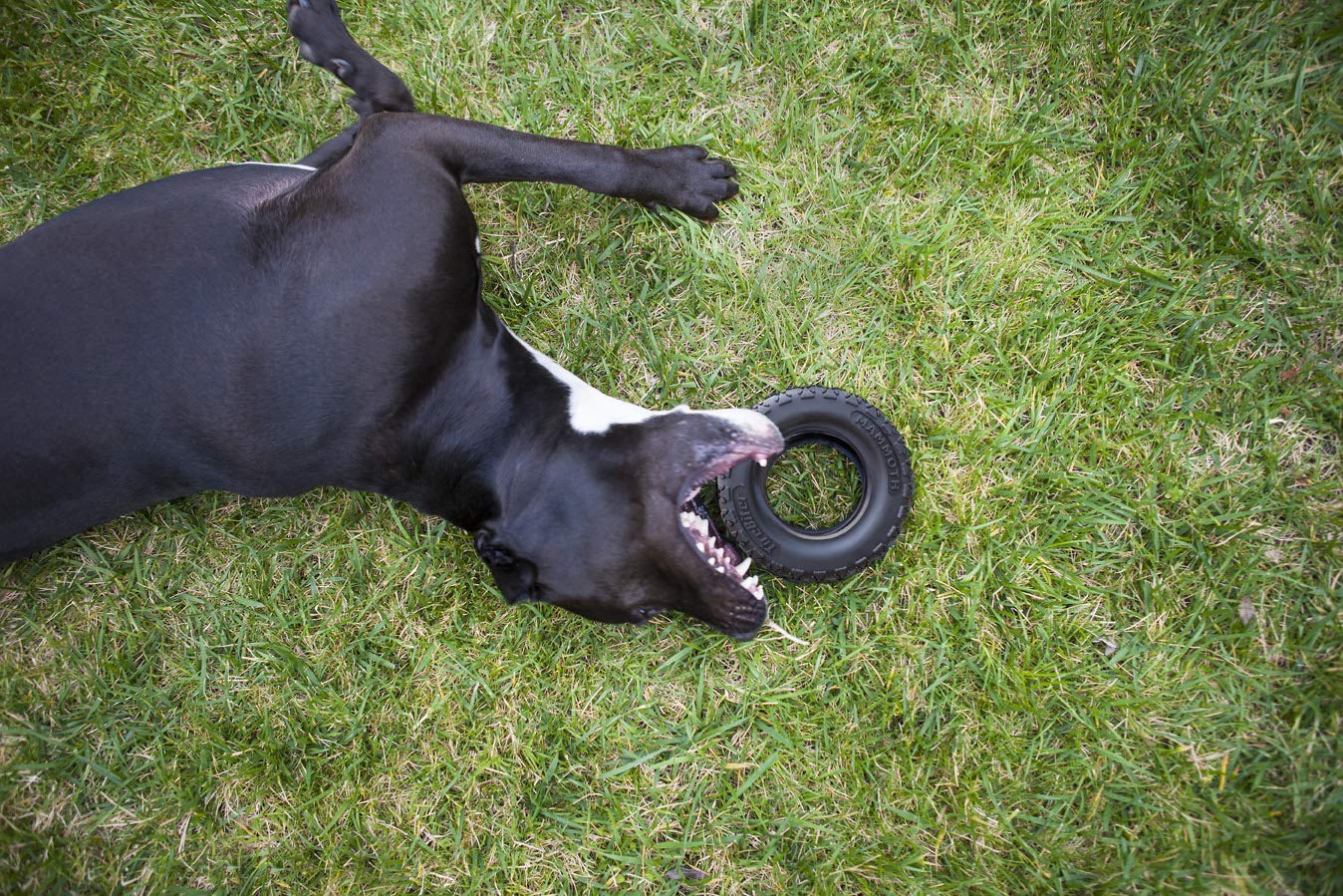 Mammoth Tirebiterii – Natural Rubber Dog Toys For Extreme Chewers – Dog Toys For Extra Long Interactive Play – Aggressive Chewer Toys For Large - X-Large Dogs - X-Large 7”