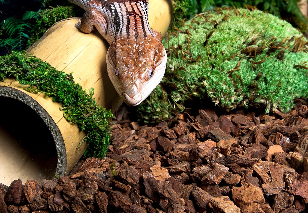 Supermoss Galápagos (05024) Jurassic Fir Bark Bedding, 8-Quart, Natural