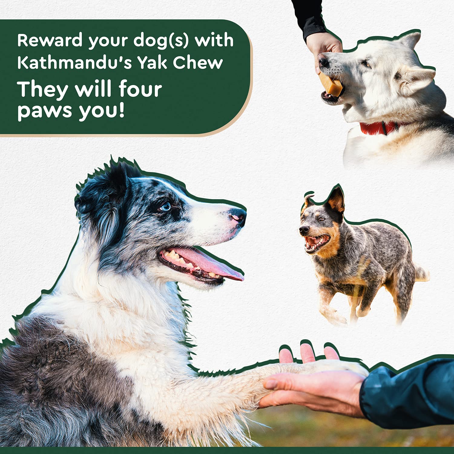 Authentic Himalayan Yak Cheese for Dogs - Large/XLarge (Pack of 4) - Sourced from Pristine Himalayan Foothill, Rawhide-Free, NO