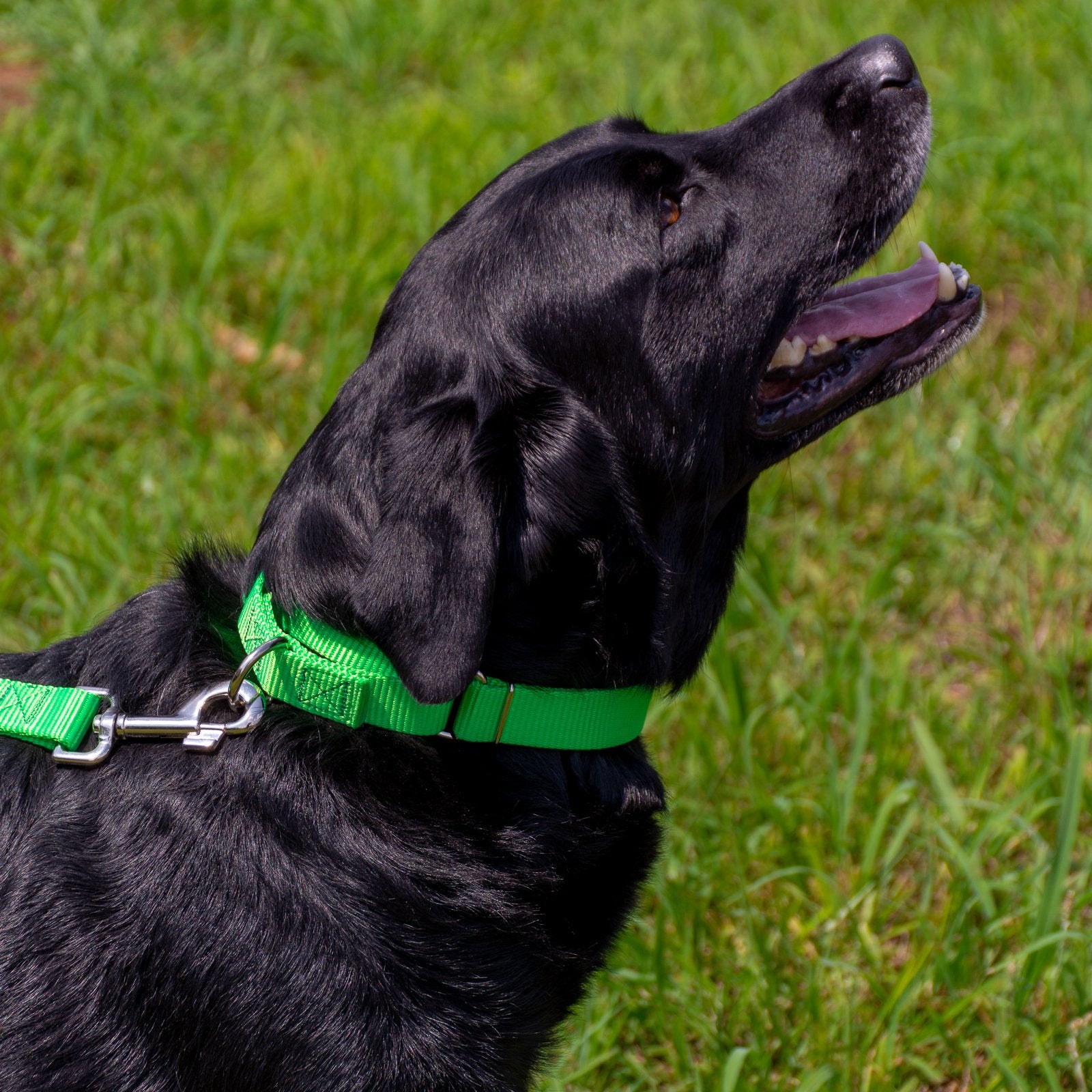 Country Brook Petz - Hot Lime Green Martingale Heavy Duty Nylon Dog Collar - 21 Vibrant Color Options (1 Inch Width, Extra Large)