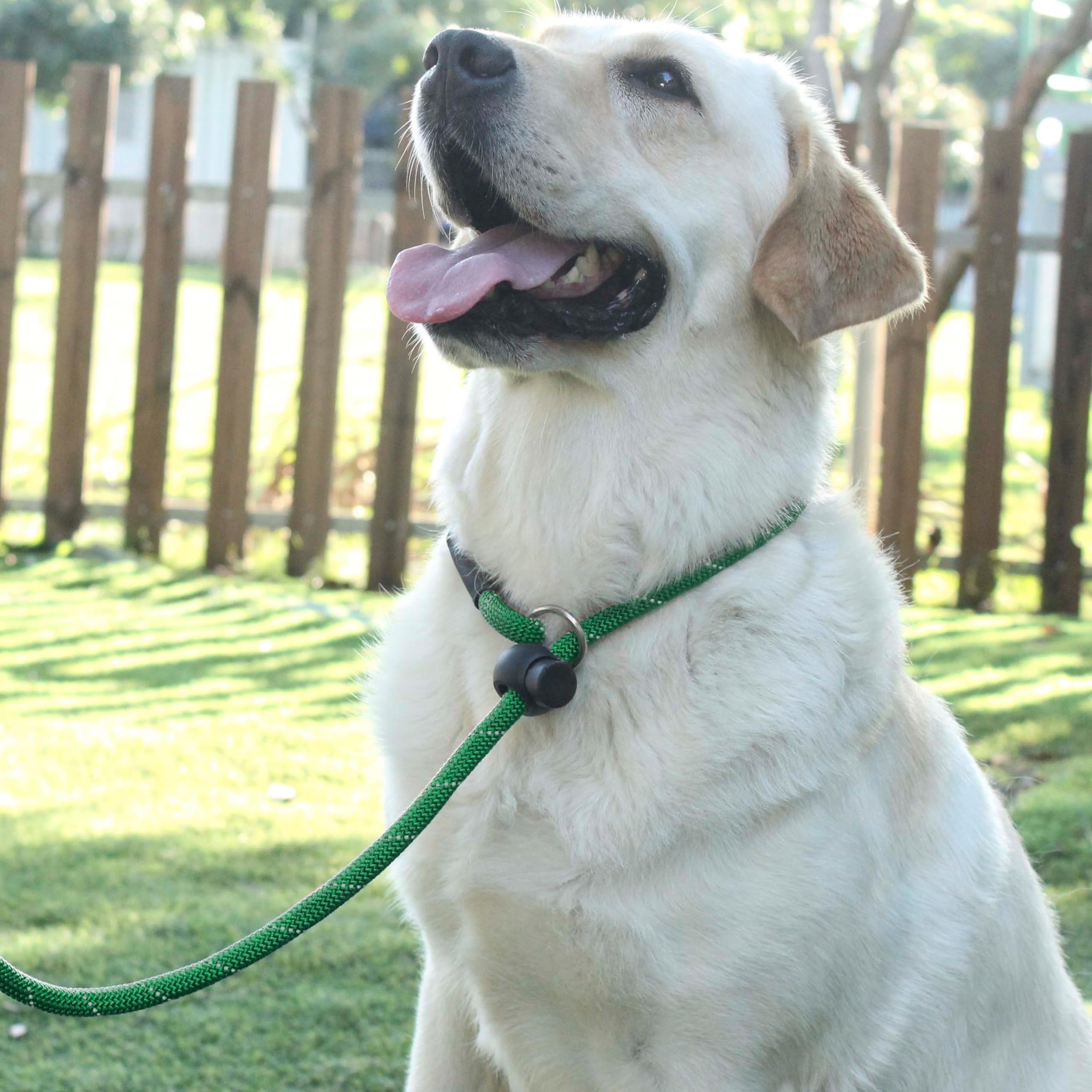 Hiado Slip Lead Dog Leash Reflective With Stopper Loop Rope Training No Pull For Small Medium Large Dogs 6Ft Green