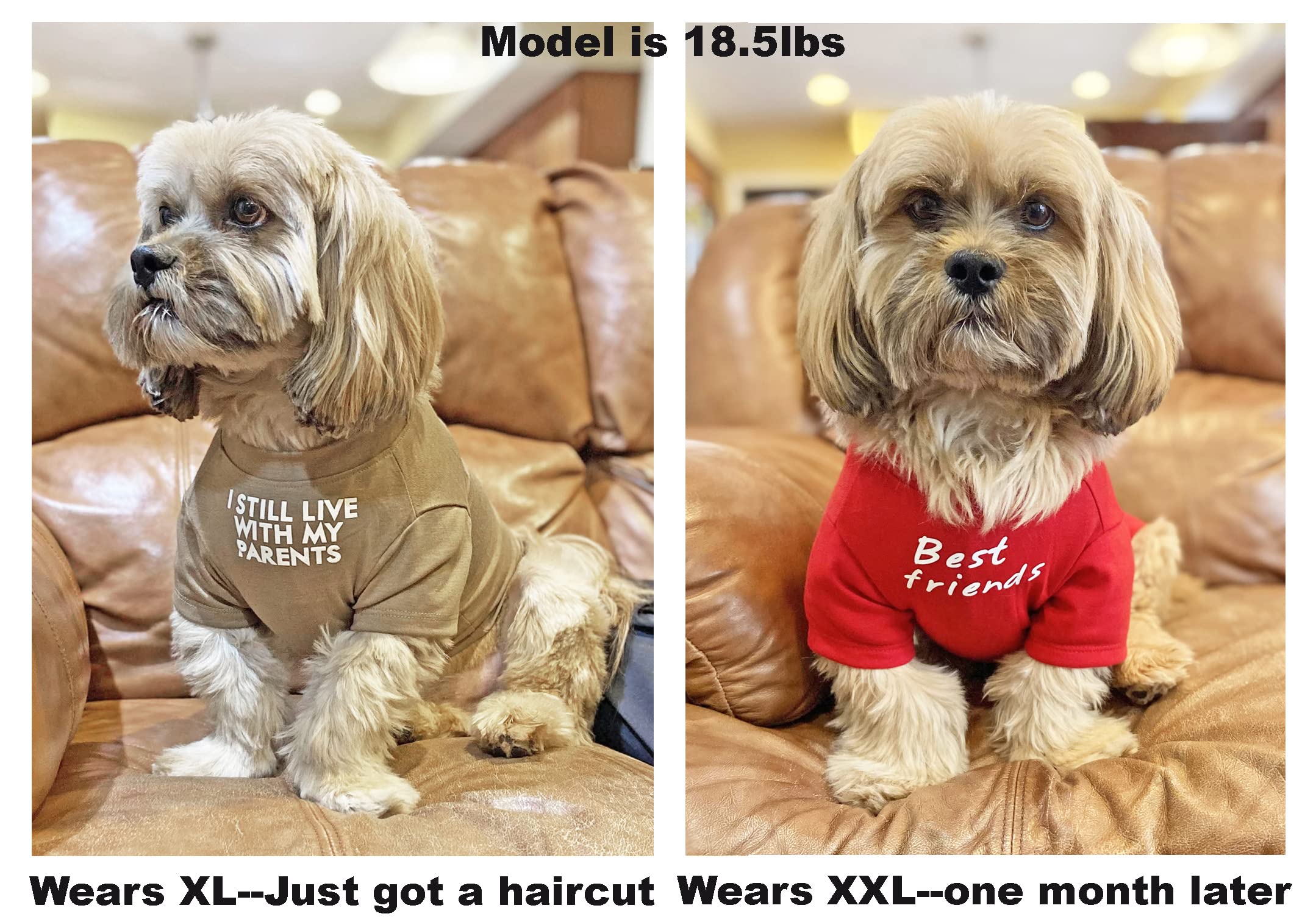 Cute Dog Clothes,Dog T Shirt For Medium Dogs.Dog Clothes For Small Dogs Girl Boy,Puppy.Breathable Soft Dog Costume Pet Dogs Cats,Pet Pullover Jumper,Cat Clothes (L-(10~17Lb), Chest~18', Aqua)