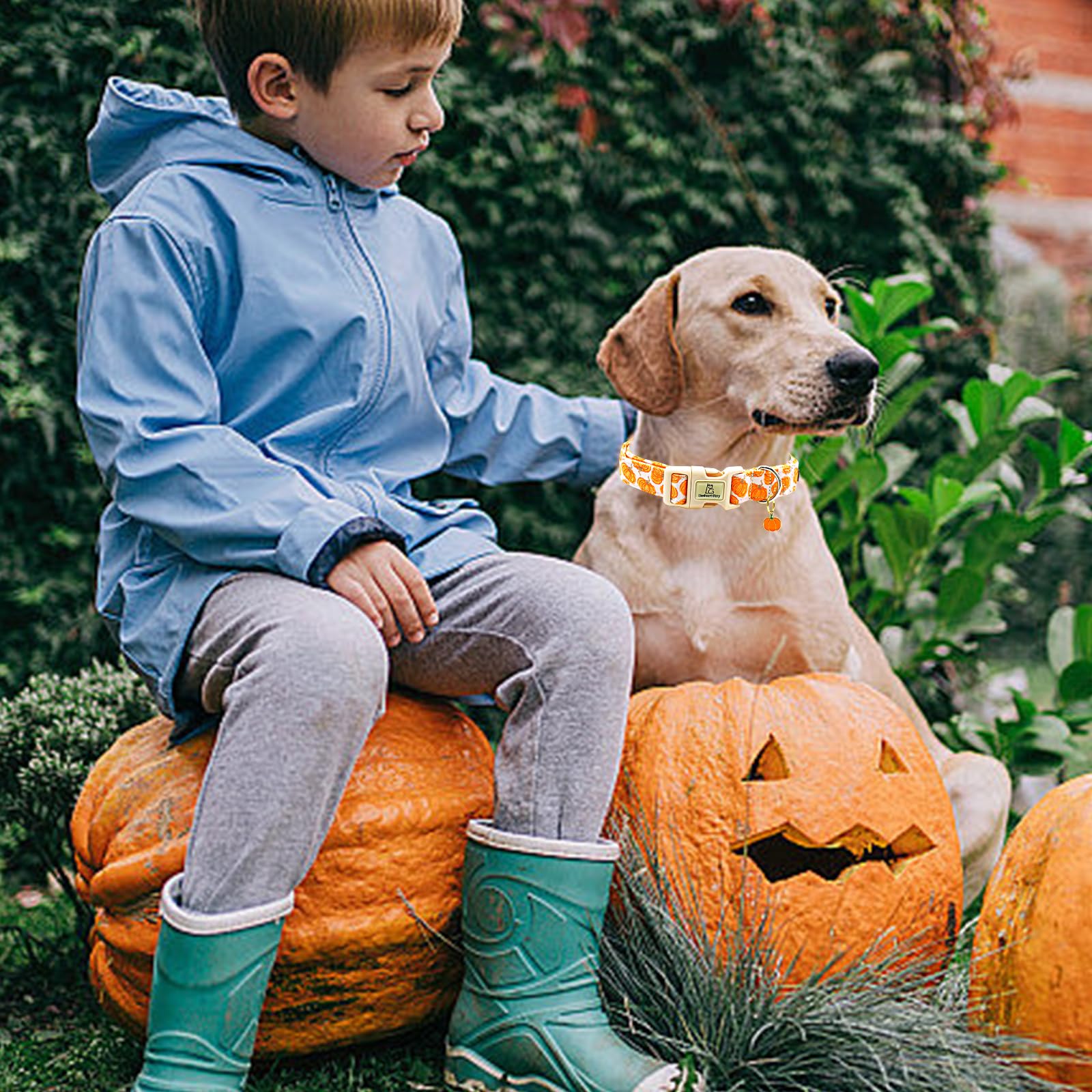 Lionheart Glory Halloween Dog Collars Pumpkin Pink Dog Collars Heavy Duty Adjustable Fall Collar For Small Collar Dogs Female Or