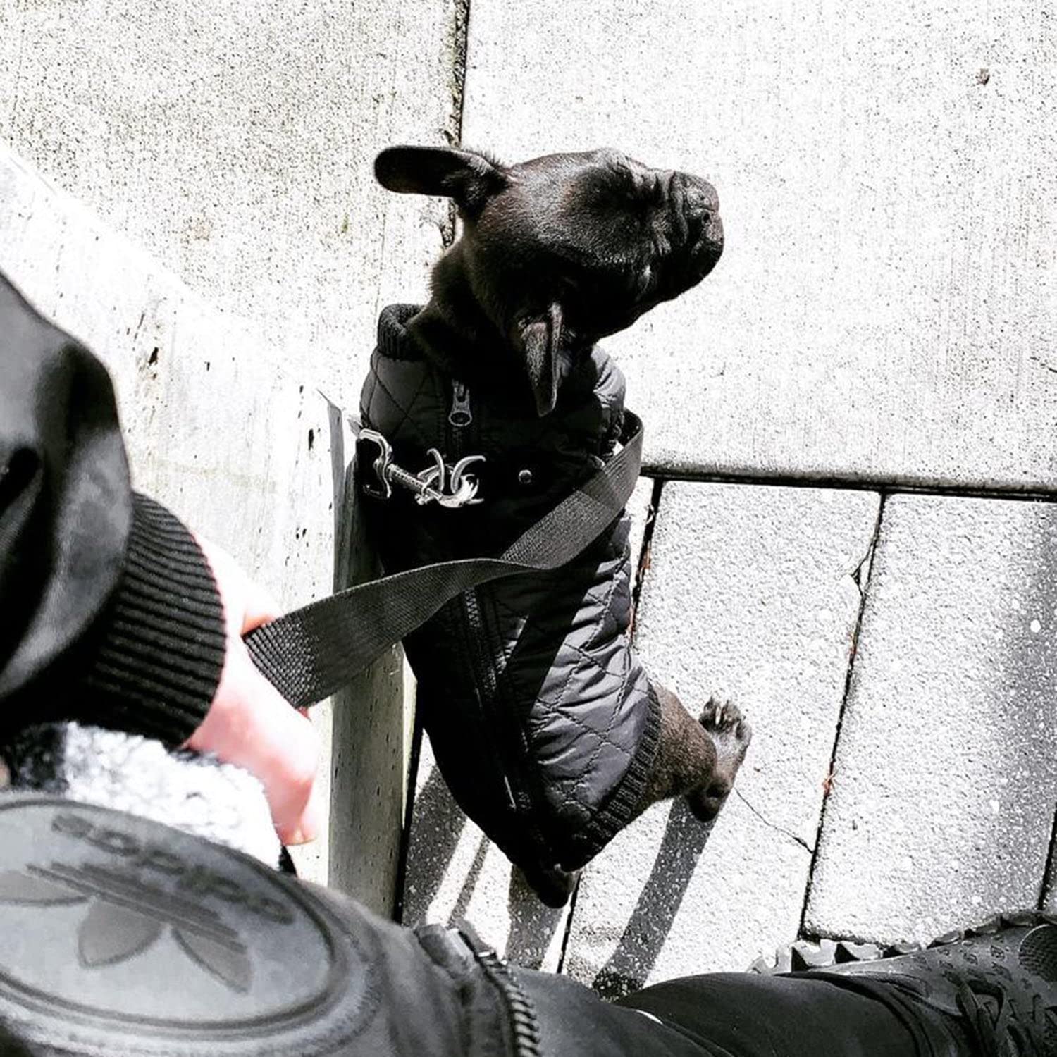 Gooby Fashion Vest Dog Jacket - Black, X-Large - Warm Zip Up Dog Bomber Vest With Dual D Ring Leash - Winter Water Resistant Small Dog Sweater - Dog Clothes For Small Dogs Boy Or Medium Dogs