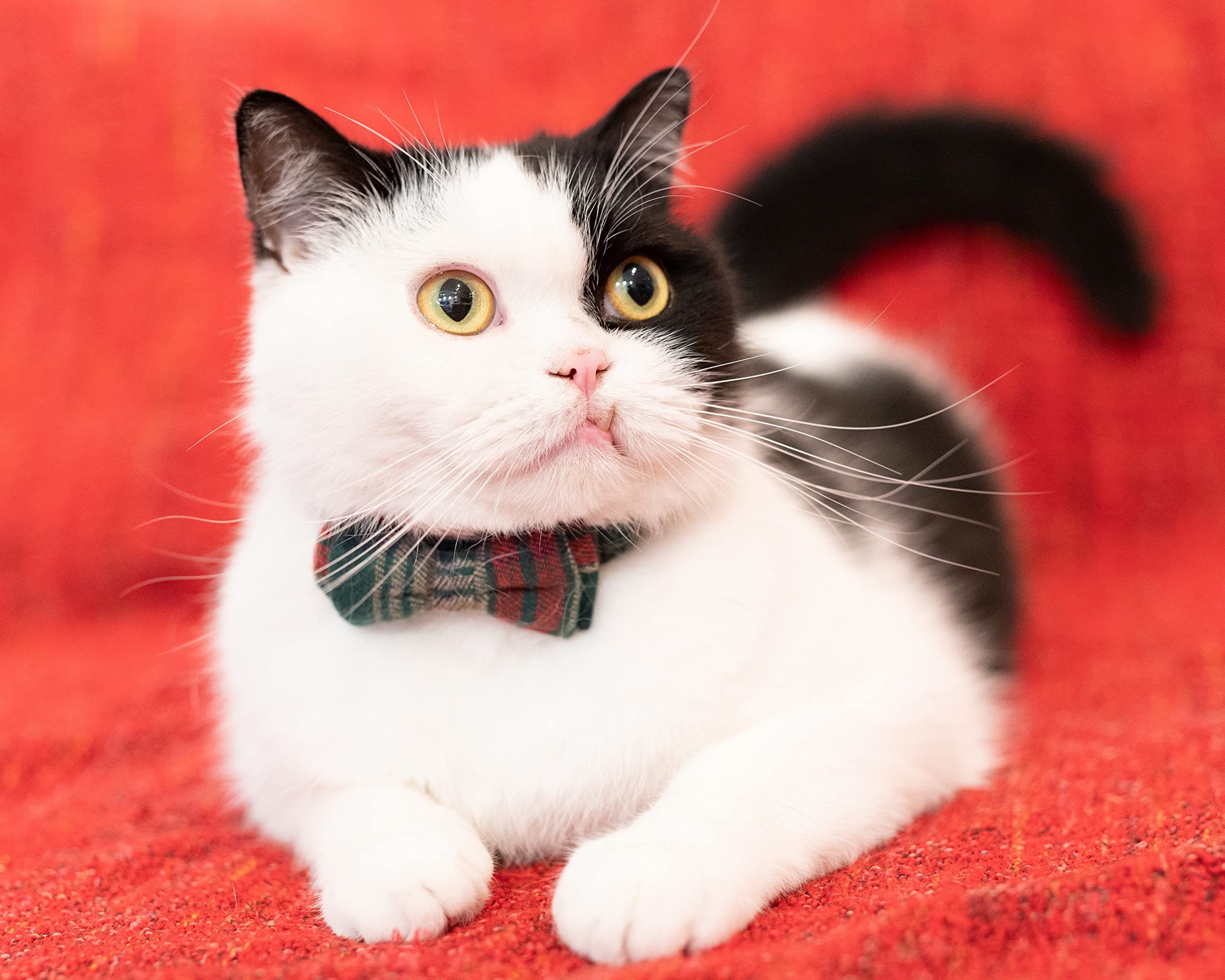 Gyapet Collar For Cats Pets Breakaway With Bell Bowtie Floral Bow Detachable Adjustable Safety Puppy 2Pcs Christmas-A