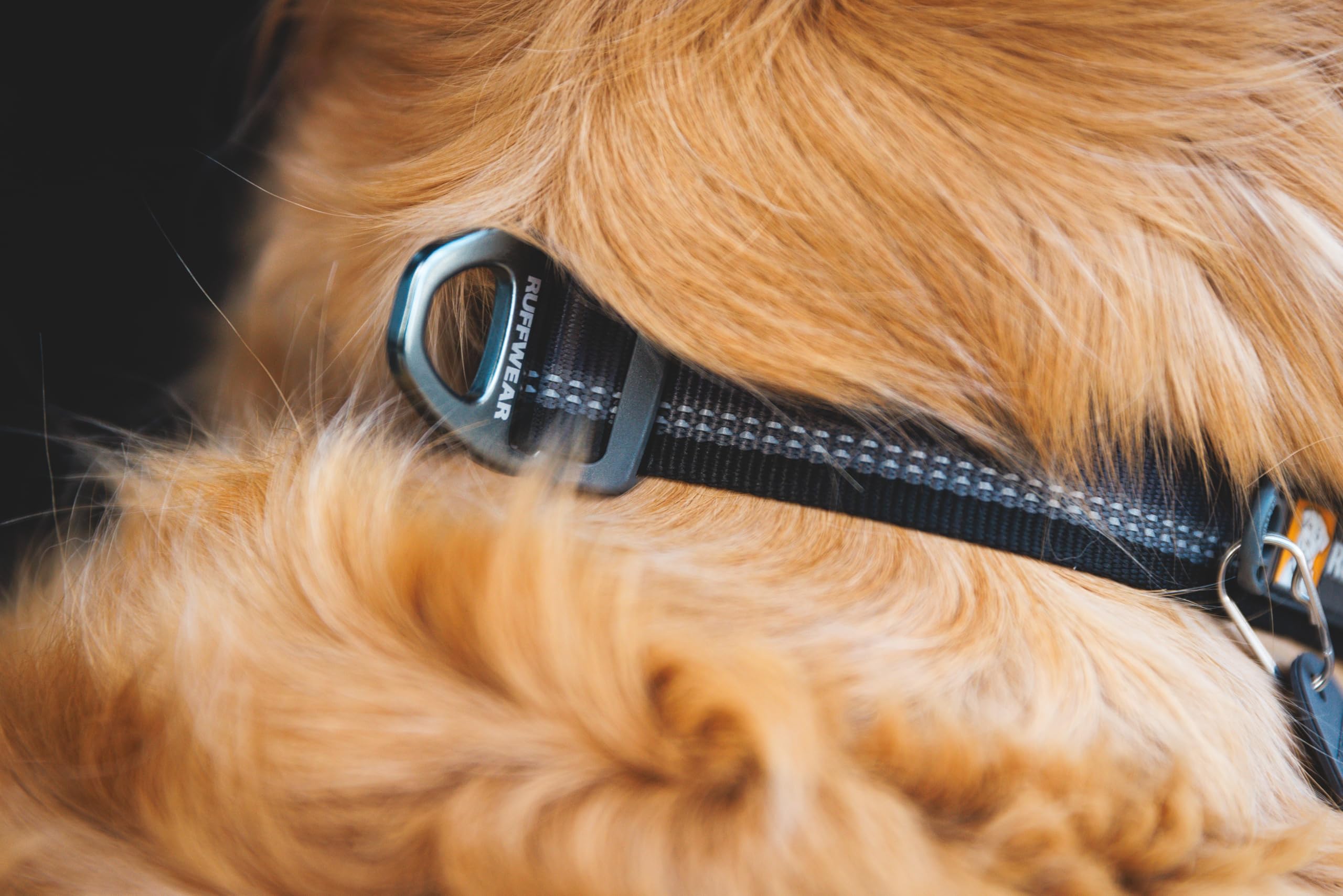 Ruffwear, Top Rope Dog Collar, Reflective Metal Buckle Dog Collar for Everyday Use, River Rock Green, 20-26