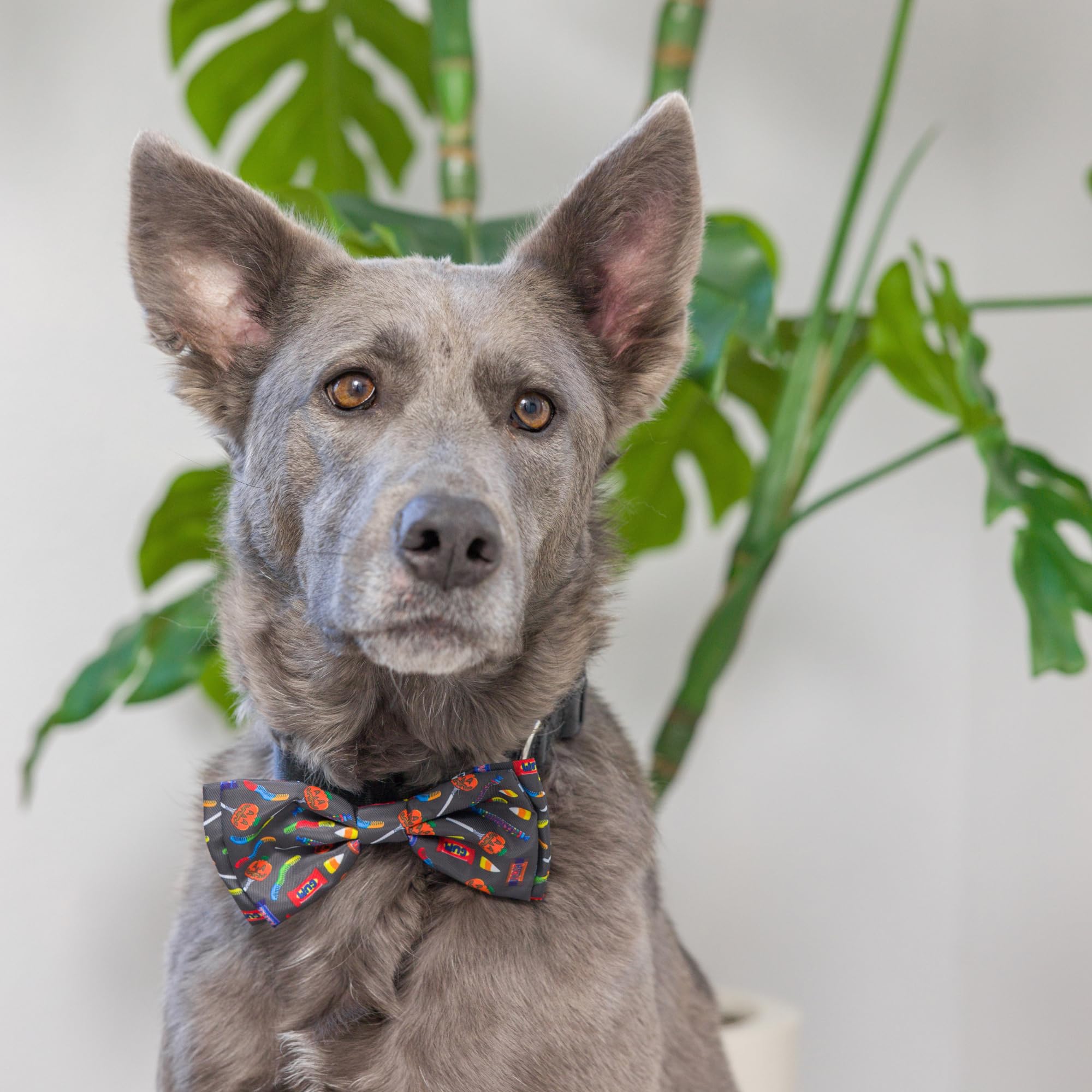 Huxley & Kent Bow Tie For Pets | Creepy Candy (Small) | Halloween Hook & Loop Bow Tie Collar Attachment | Fun Bow Ties For Dogs & Cats | Cute, Comfortable, And Durable | H&K Bow Tie