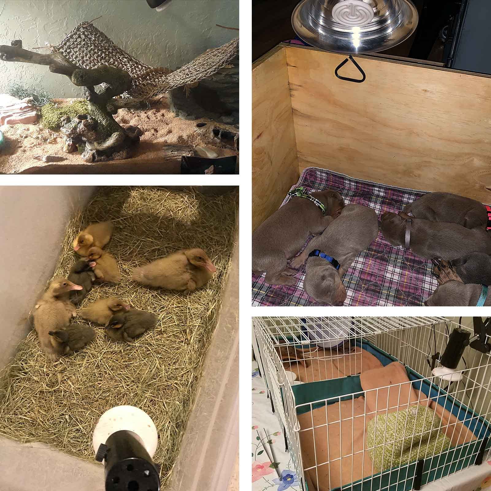 Wuhostam 75W 4 Pack Ceramic Heat Lamp, White Infrared Heater Emitter Bulbs, No Light Emitted, Temperature Adjustable Heating Bulb For Reptile And Amphibian, Chicken, Lizard, Snake