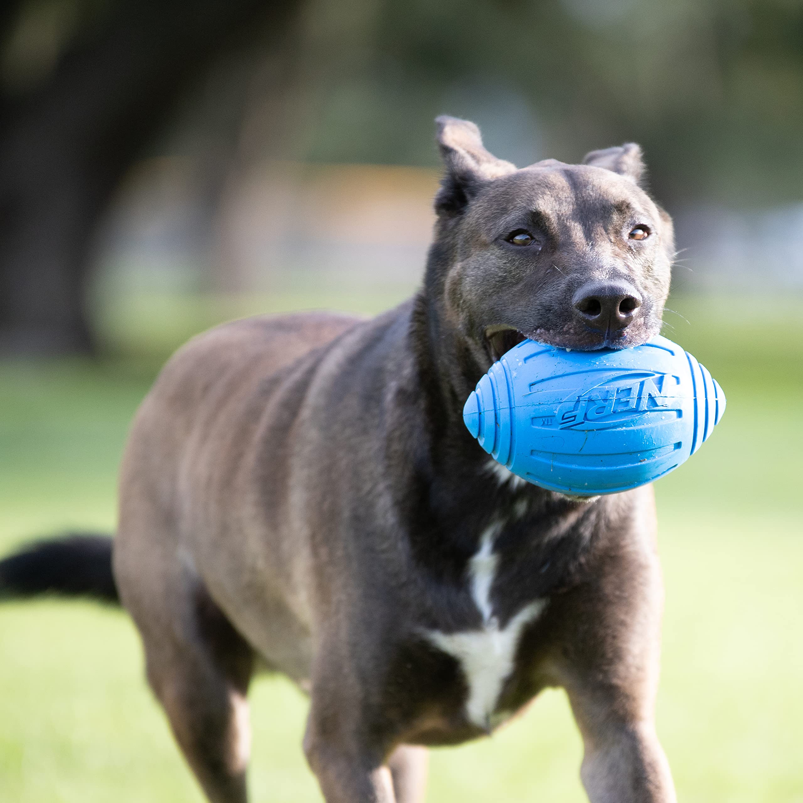 Nerf Dog Ridged Football Dog Toy With Interactive Squeaker, Lightweight, Durable And Water Resistant, 7 Inch Diameter For Medium/Large Breeds, Single Unit, Blue
