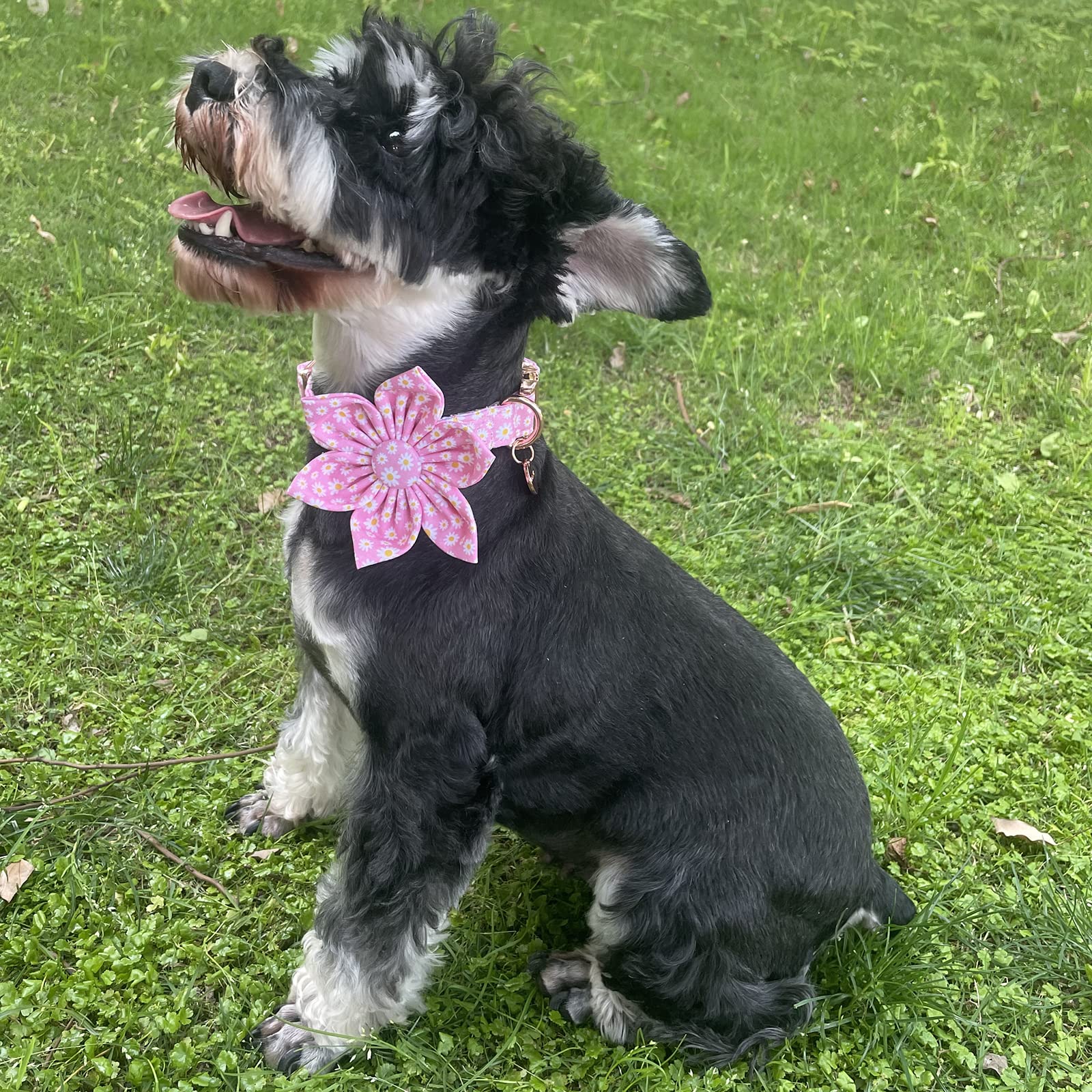 Up Urara Pup Summer Dog Collar With Pink Daisy Flower, Medium, Pink, Cotton, Buckle Closure