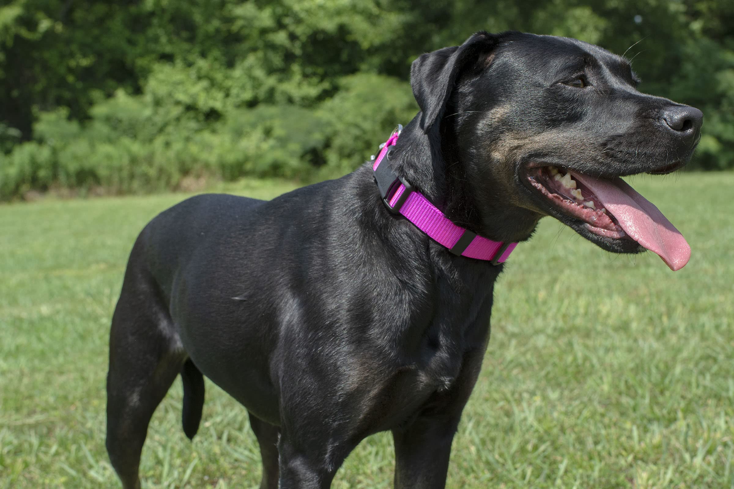 Country Brook Design Easy Diy Dog Collar Kit For (10) 1 Inch Collars With Nylon Webbing, D-Rings, Triglides And Buckles (Rose)